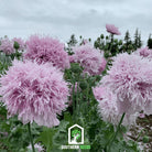 Poppy, Lilac Pompon (Papaver somniferum) - 100 Seeds seed packet from Seed Therapy – American - grown, heirloom seeds