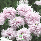 Poppy, Lilac Pompon (Papaver somniferum) - 100 Seeds seed packet from Seed Therapy – American - grown, heirloom seeds
