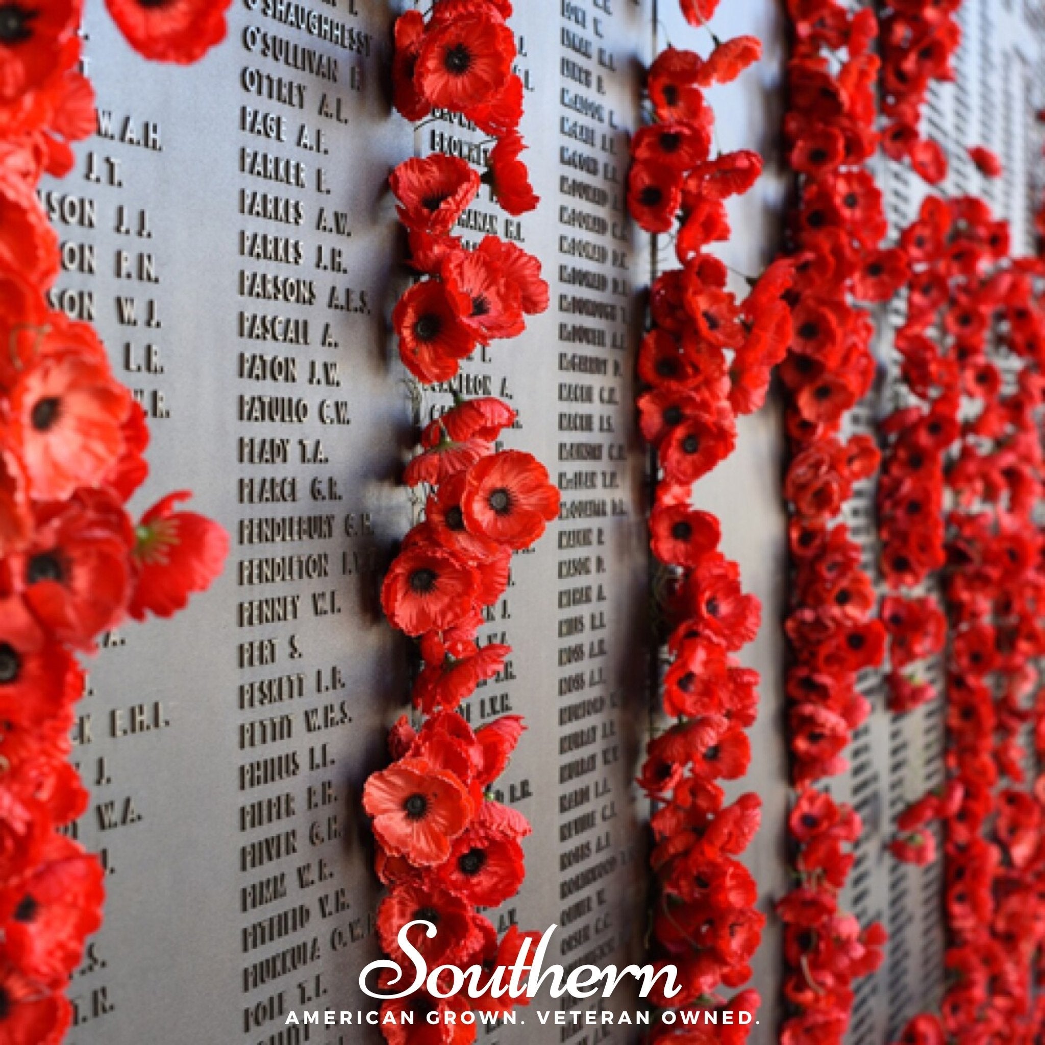 Poppy, Red (Papaver rhoeas) - 100 Seeds seed packet from Seed Therapy – American - grown, heirloom seeds