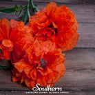 Poppy, Red (Papaver rhoeas) - 100 Seeds seed packet from Seed Therapy – American - grown, heirloom seeds