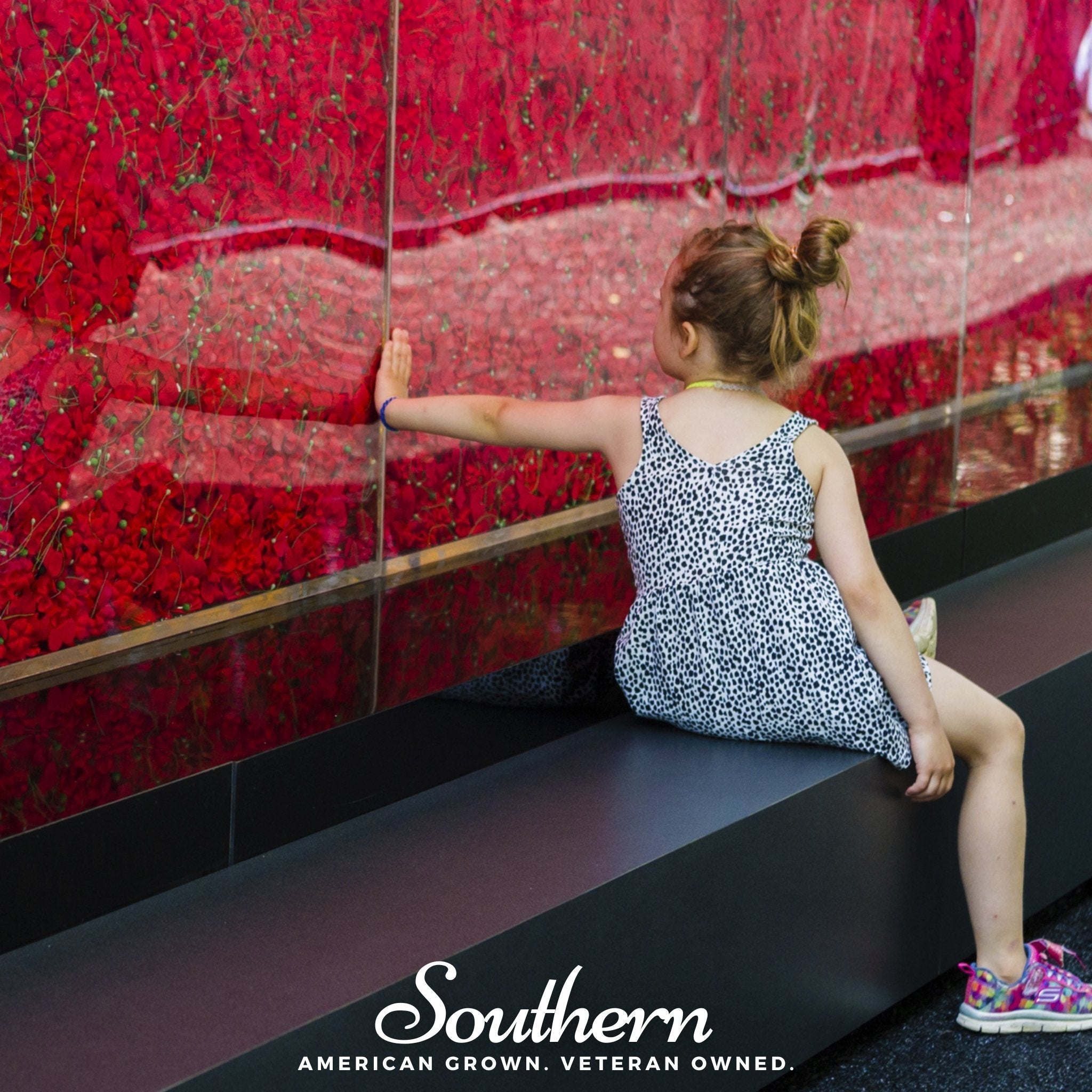 Poppy, Red (Papaver rhoeas) - 100 Seeds seed packet from Seed Therapy – American - grown, heirloom seeds