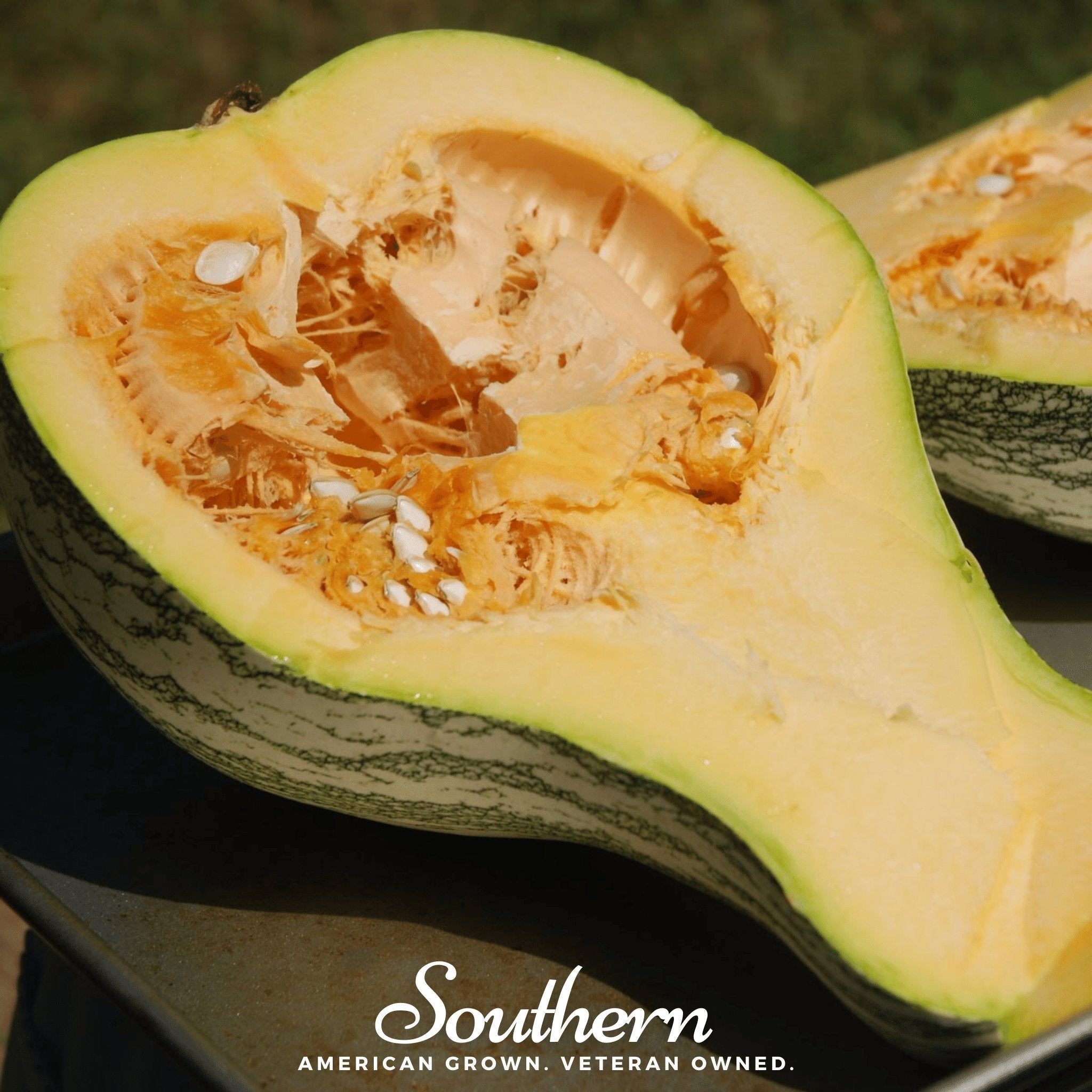 Pumpkin, Cushaw Green Striped (Cucurbita pepo) - 25 Seeds seed packet from Seed Therapy – American - grown, heirloom seeds