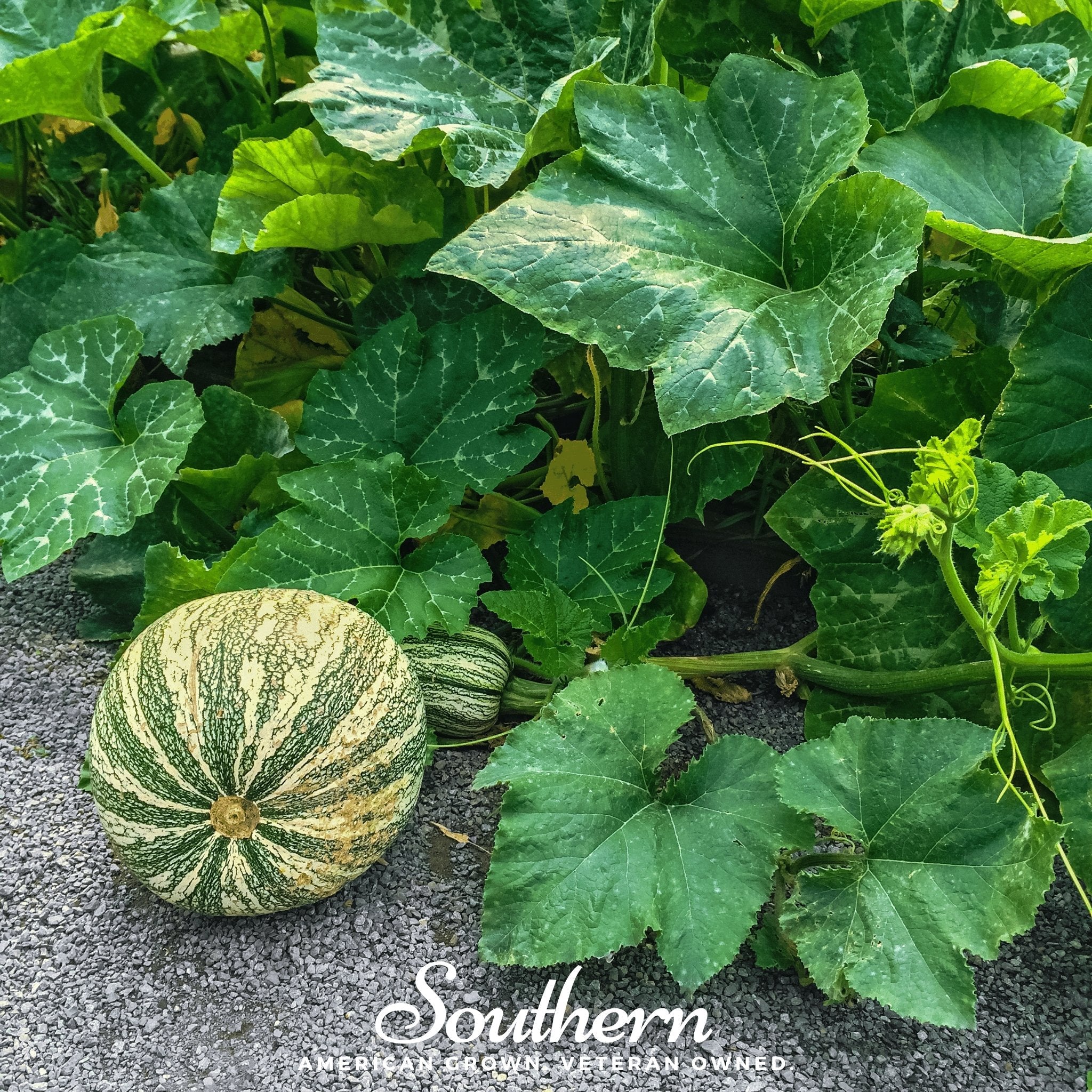Pumpkin, Cushaw Green Striped (Cucurbita pepo) - 25 Seeds seed packet from Seed Therapy – American - grown, heirloom seeds
