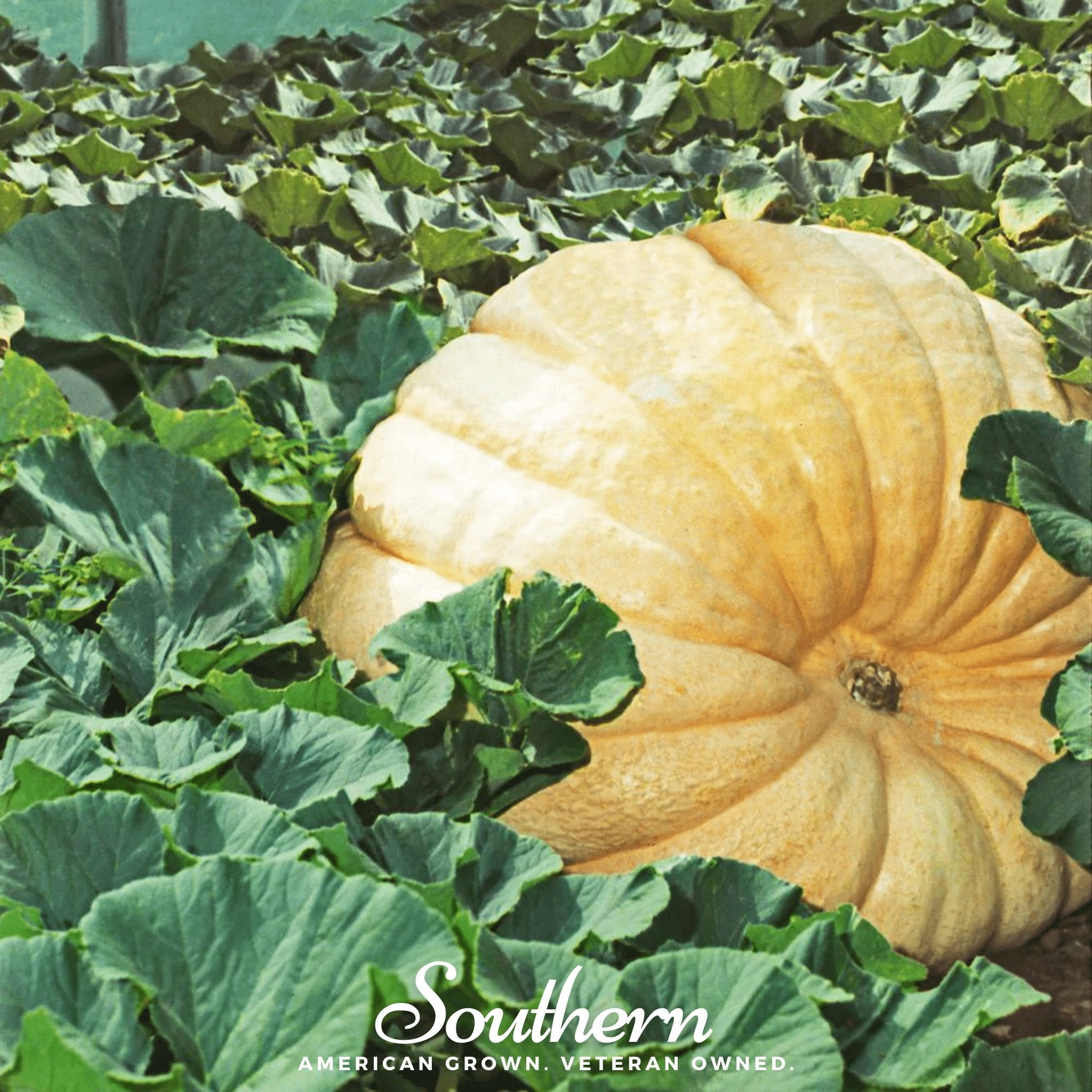 Pumpkin, Dills Atlantic Giant (Cucurbita maxima) - 5 Seeds seed packet from Seed Therapy – American - grown, heirloom seeds