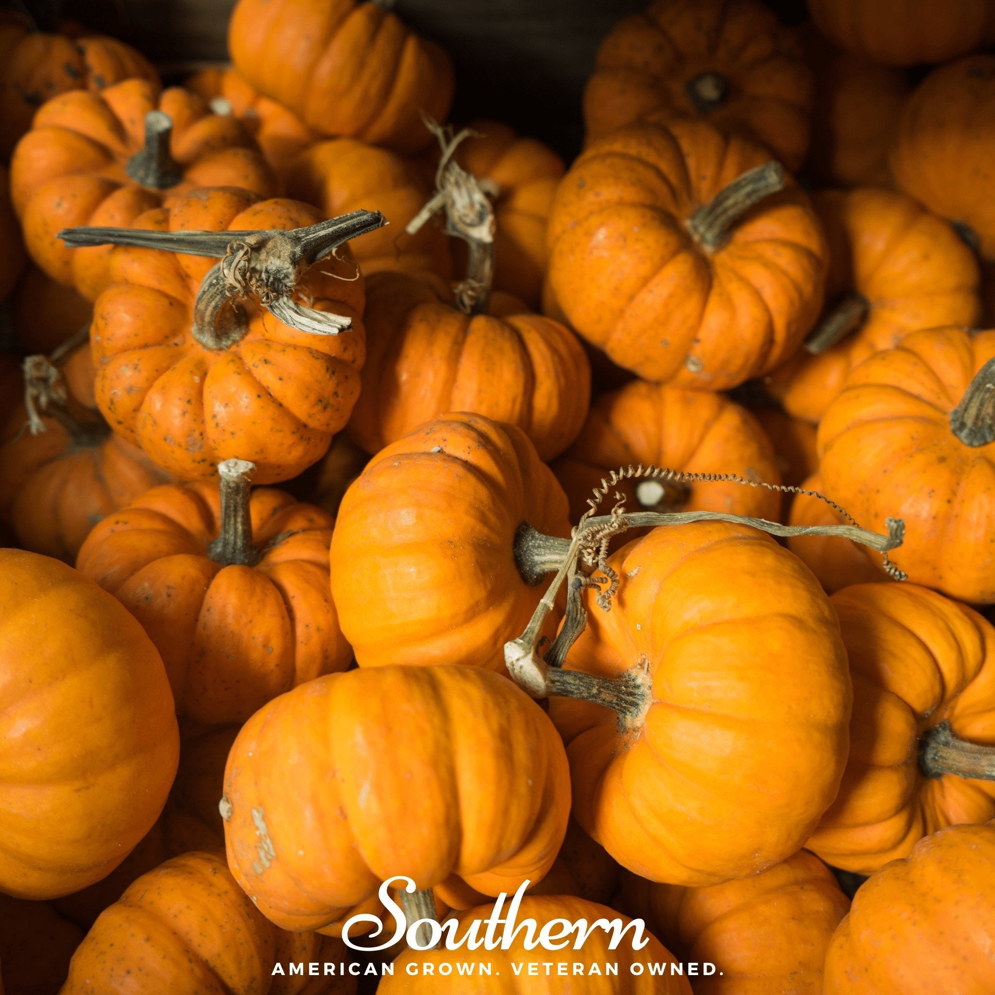 Pumpkin, Jack Be Little (Cucurbita pepo) - 25 Seeds seed packet from Seed Therapy – American - grown, heirloom seeds