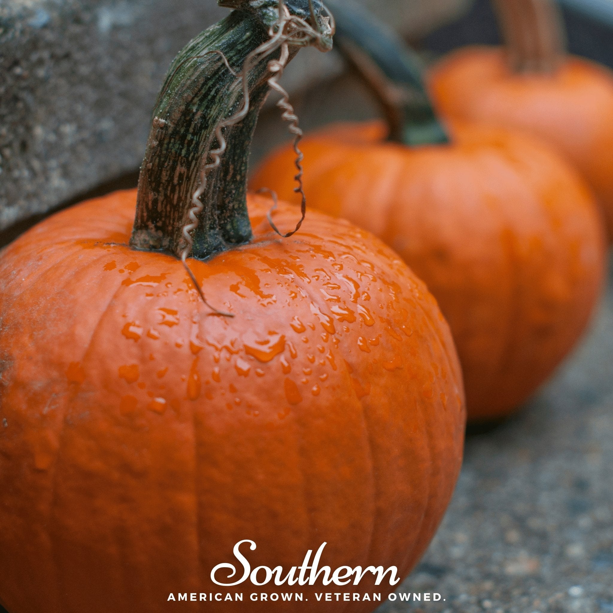 Pumpkin, Small Sugar (Cucurbita pepo) - 15 Seeds seed packet from Seed Therapy – American - grown, heirloom seeds