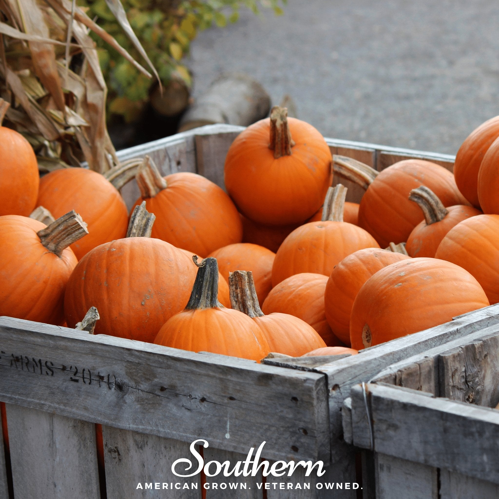 Pumpkin, Small Sugar (Cucurbita pepo) - 15 Seeds seed packet from Seed Therapy – American - grown, heirloom seeds