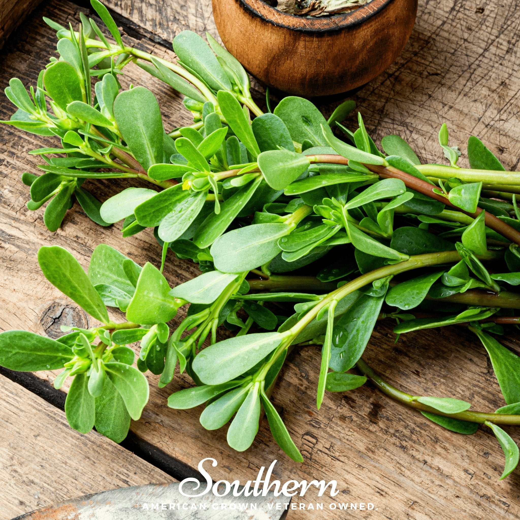 Purslane, Green (Portulaca Oleracea Sativa) - 100 Seeds seed packet from Seed Therapy – American - grown, heirloom seeds