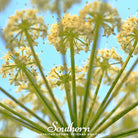 Queen Anne's Lace (Daucus carota) - 100 Seeds seed packet from Seed Therapy – American - grown, heirloom seeds