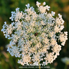 Queen Anne's Lace (Daucus carota) - 100 Seeds seed packet from Seed Therapy – American - grown, heirloom seeds