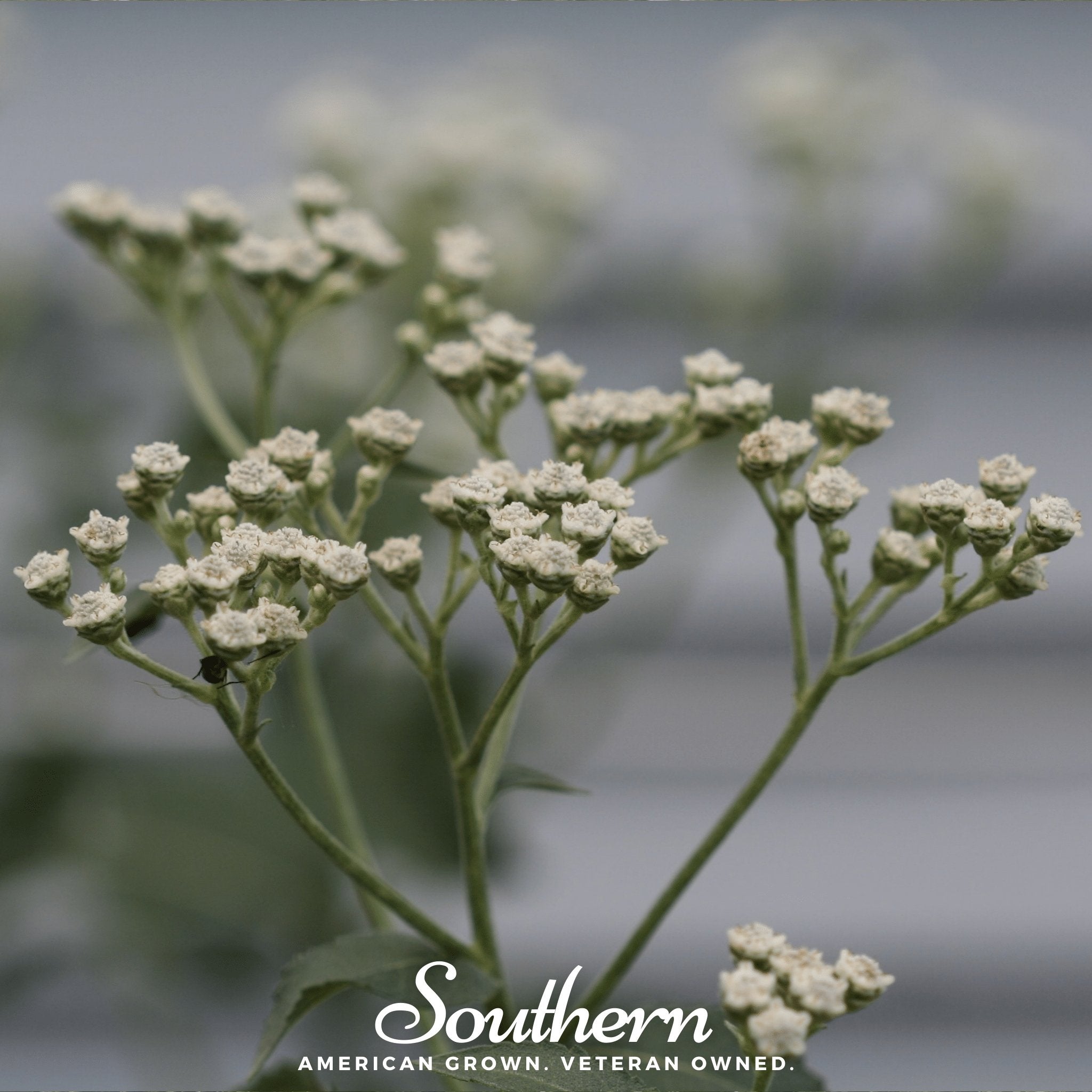 Quinine, Wild (Parthenium integrifolium) - 50 Seeds seed packet from Seed Therapy – American - grown, heirloom seeds