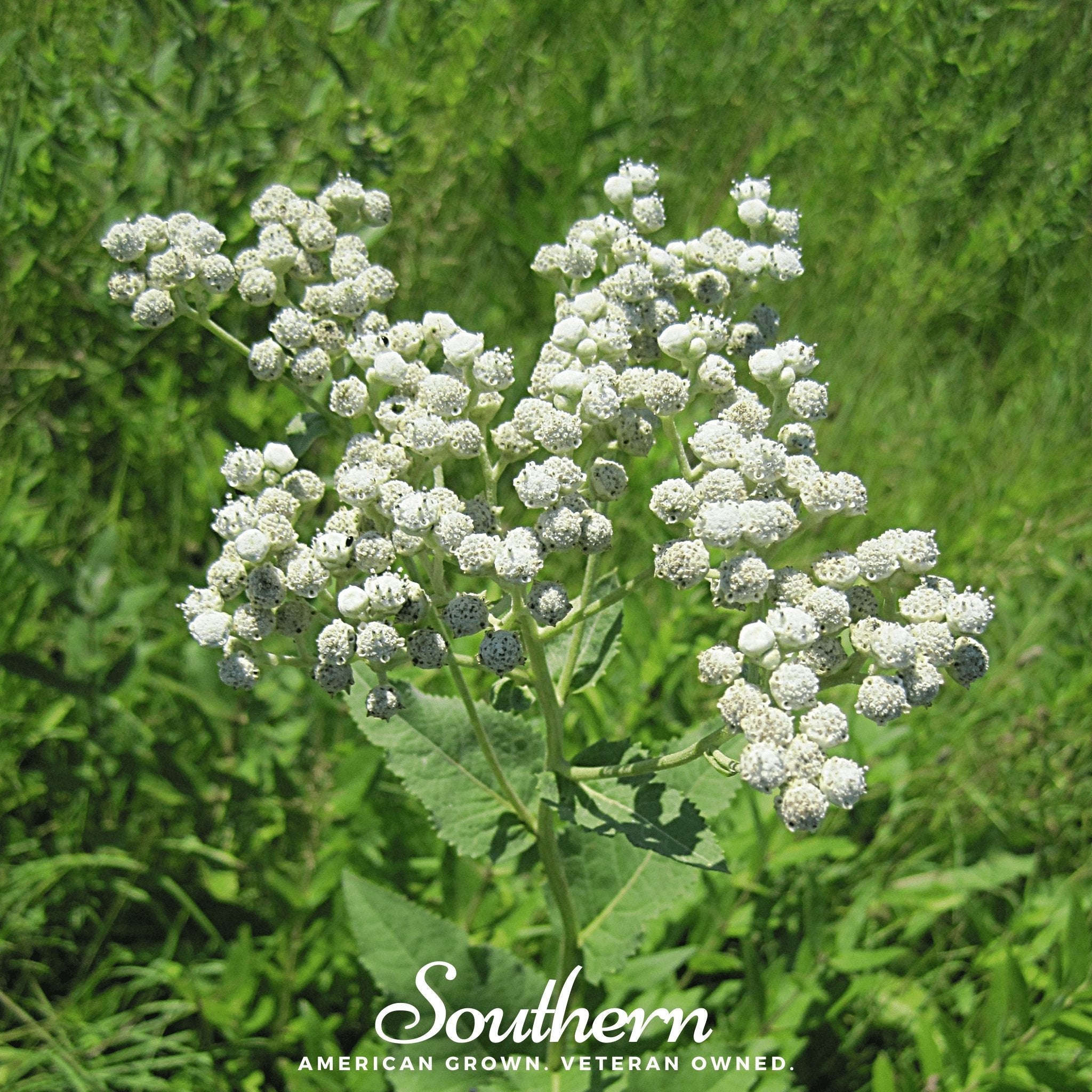 Quinine, Wild (Parthenium integrifolium) - 50 Seeds seed packet from Seed Therapy – American - grown, heirloom seeds