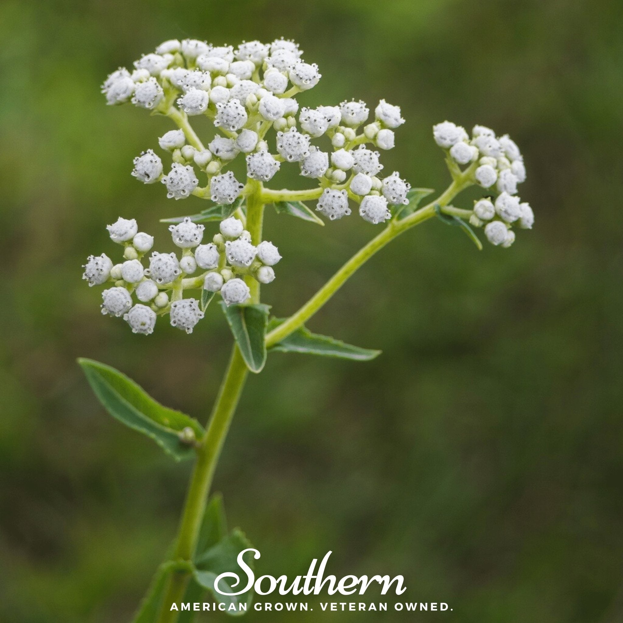 Quinine, Wild (Parthenium integrifolium) - 50 Seeds seed packet from Seed Therapy – American - grown, heirloom seeds
