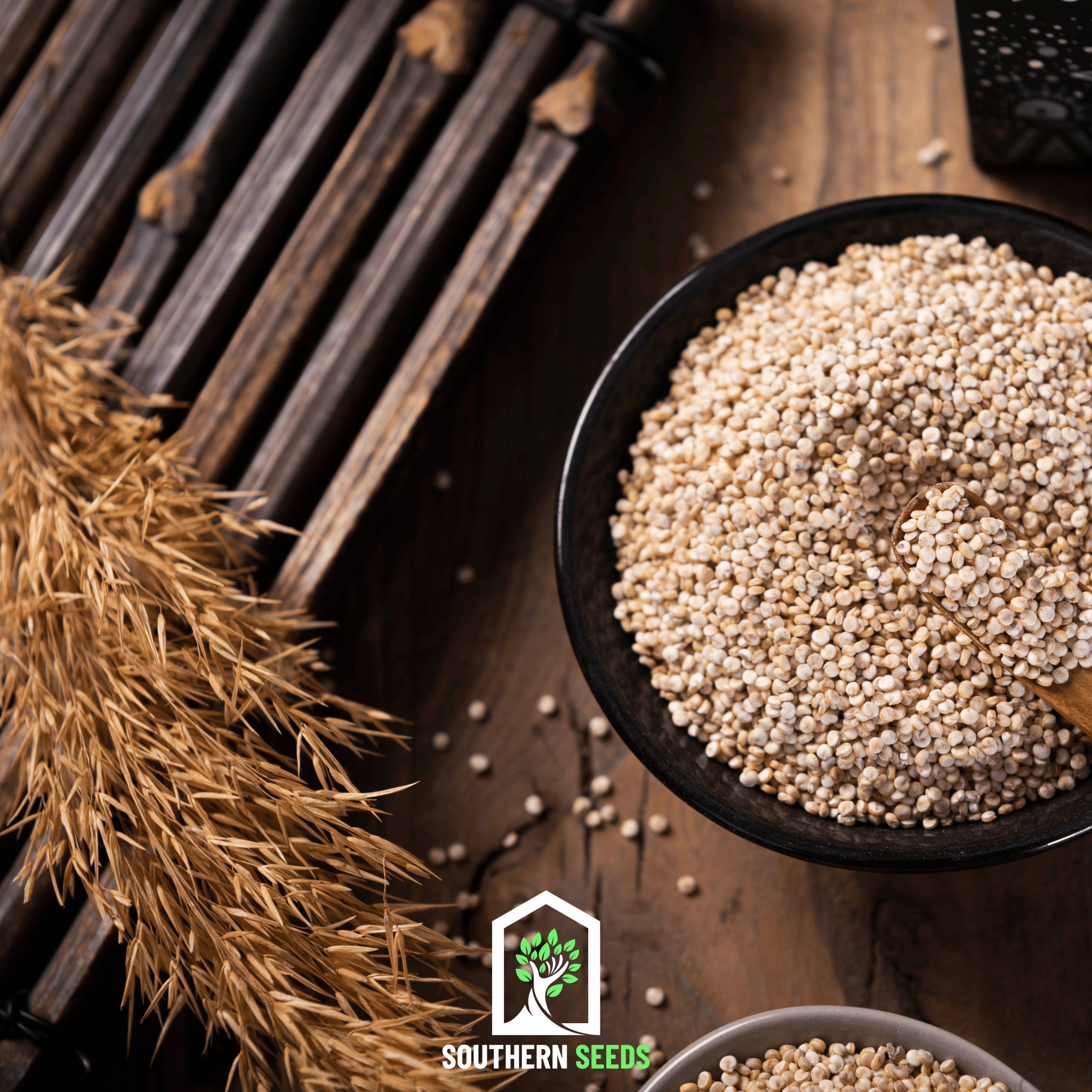 Quinoa, Brightest Brilliant Rainbow (Chenopodium quinoa) - 250 Seeds seed packet from Seed Therapy – American - grown, heirloom seeds