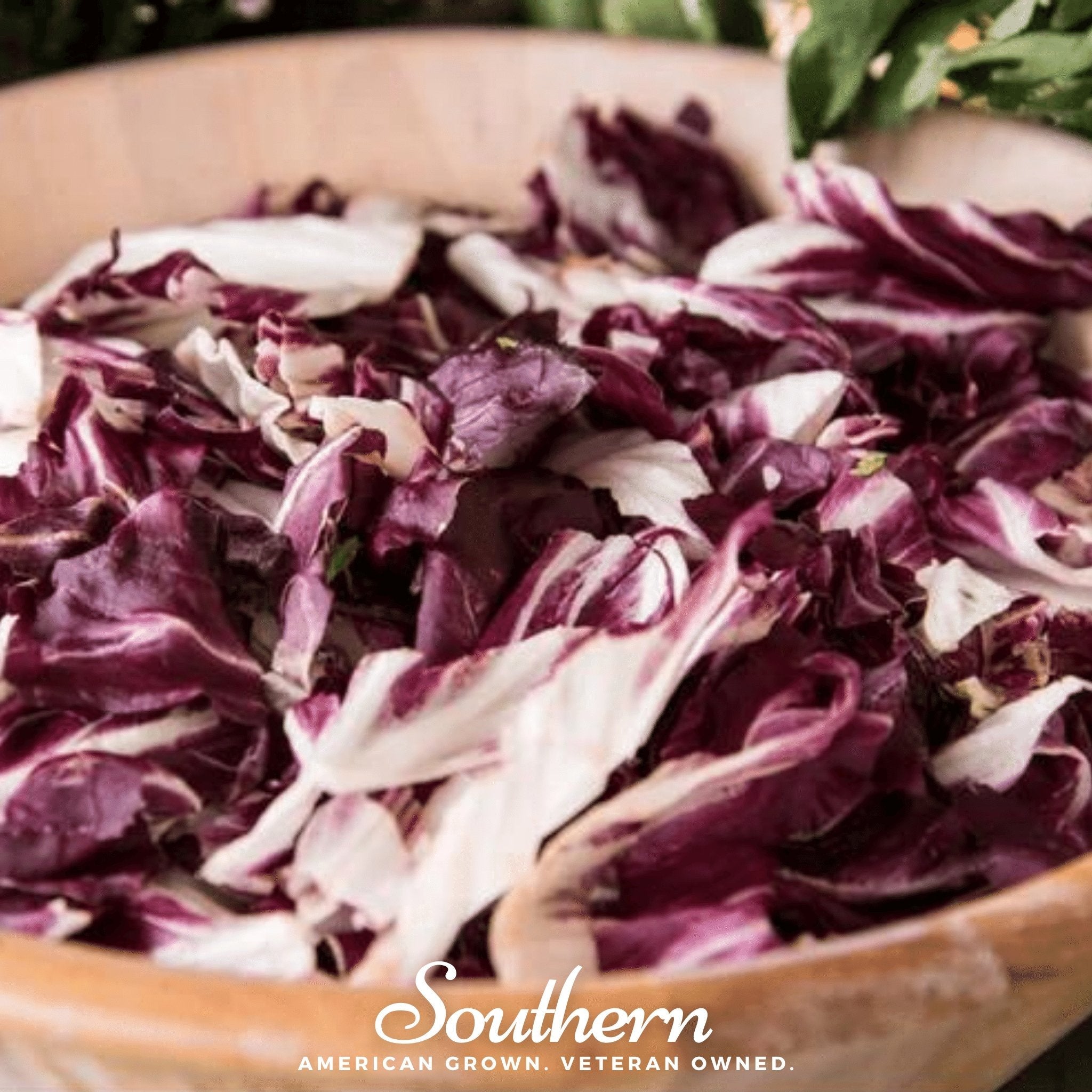 Radicchio, Palla Rossa - Italian Chicory (Cichorium intybus) - 100 Seeds seed packet from Seed Therapy – American - grown, heirloom seeds