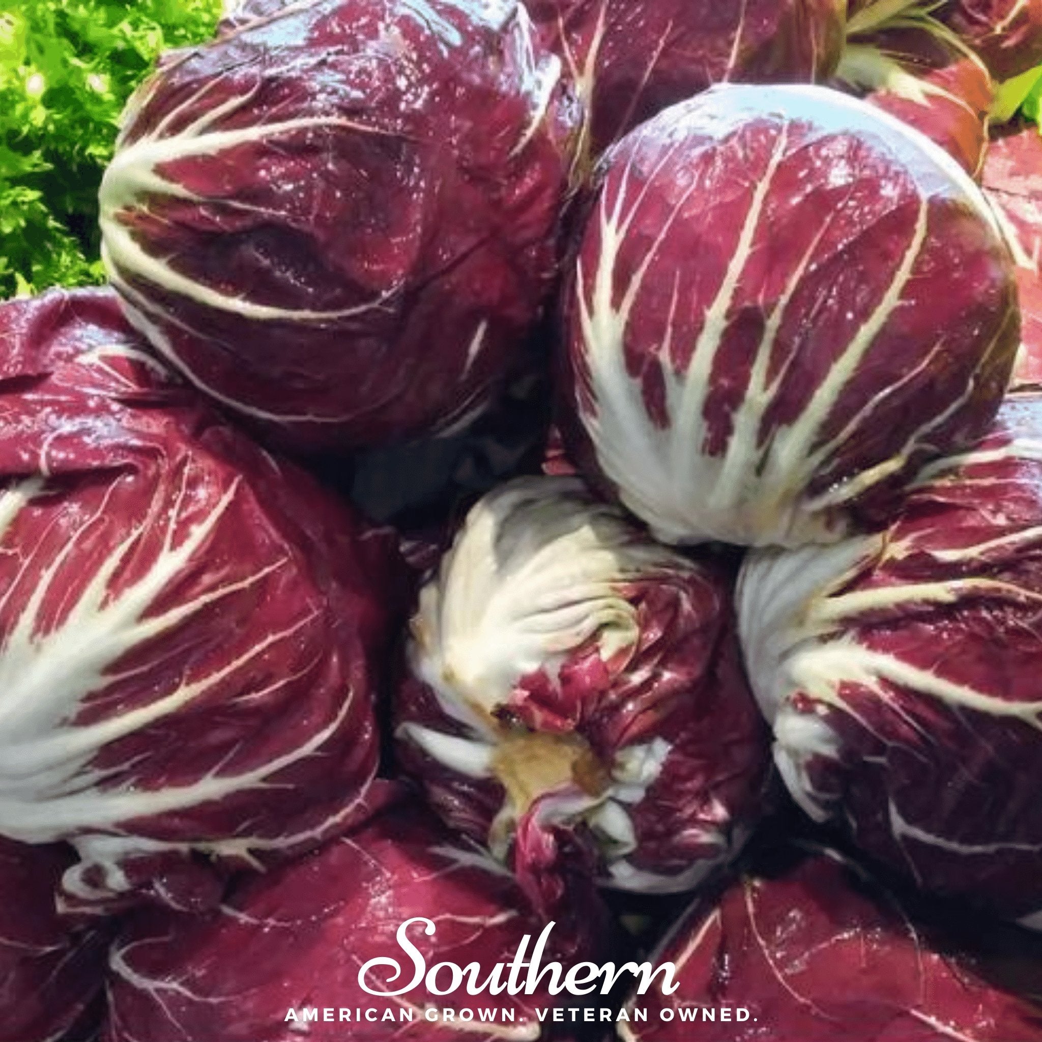 Radicchio, Palla Rossa - Italian Chicory (Cichorium intybus) - 100 Seeds seed packet from Seed Therapy – American - grown, heirloom seeds