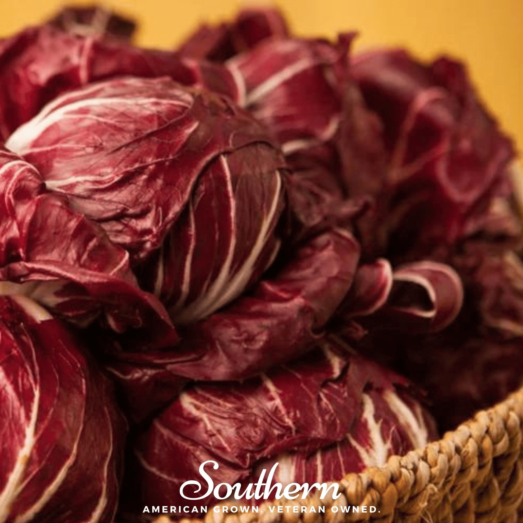 Radicchio, Palla Rossa - Italian Chicory (Cichorium intybus) - 100 Seeds seed packet from Seed Therapy – American - grown, heirloom seeds