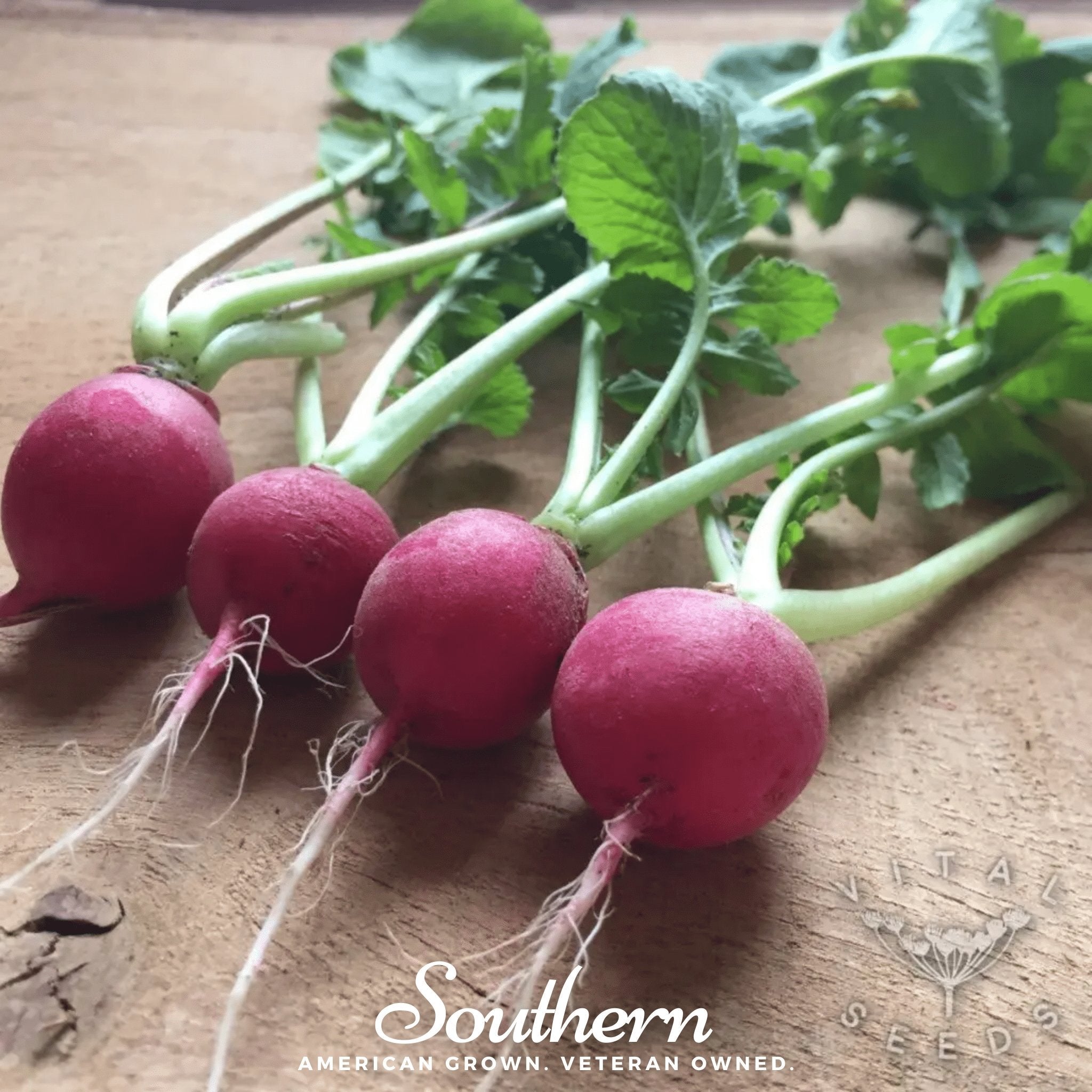 Radish, Cherry Belle (Raphanus sativus) - 250 Seeds seed packet from Seed Therapy – American - grown, heirloom seeds