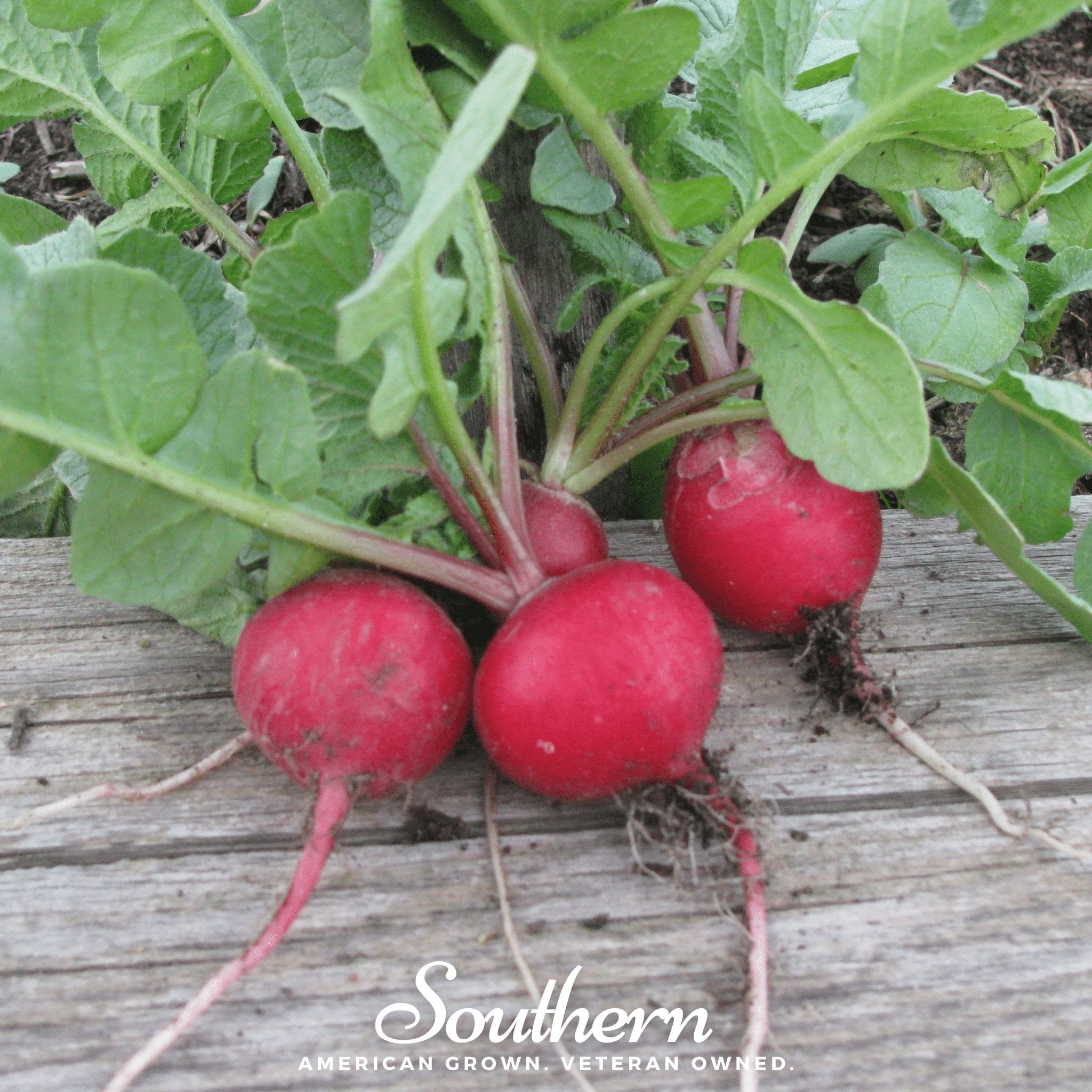 Radish, Cherry Belle (Raphanus sativus) - 250 Seeds seed packet from Seed Therapy – American - grown, heirloom seeds