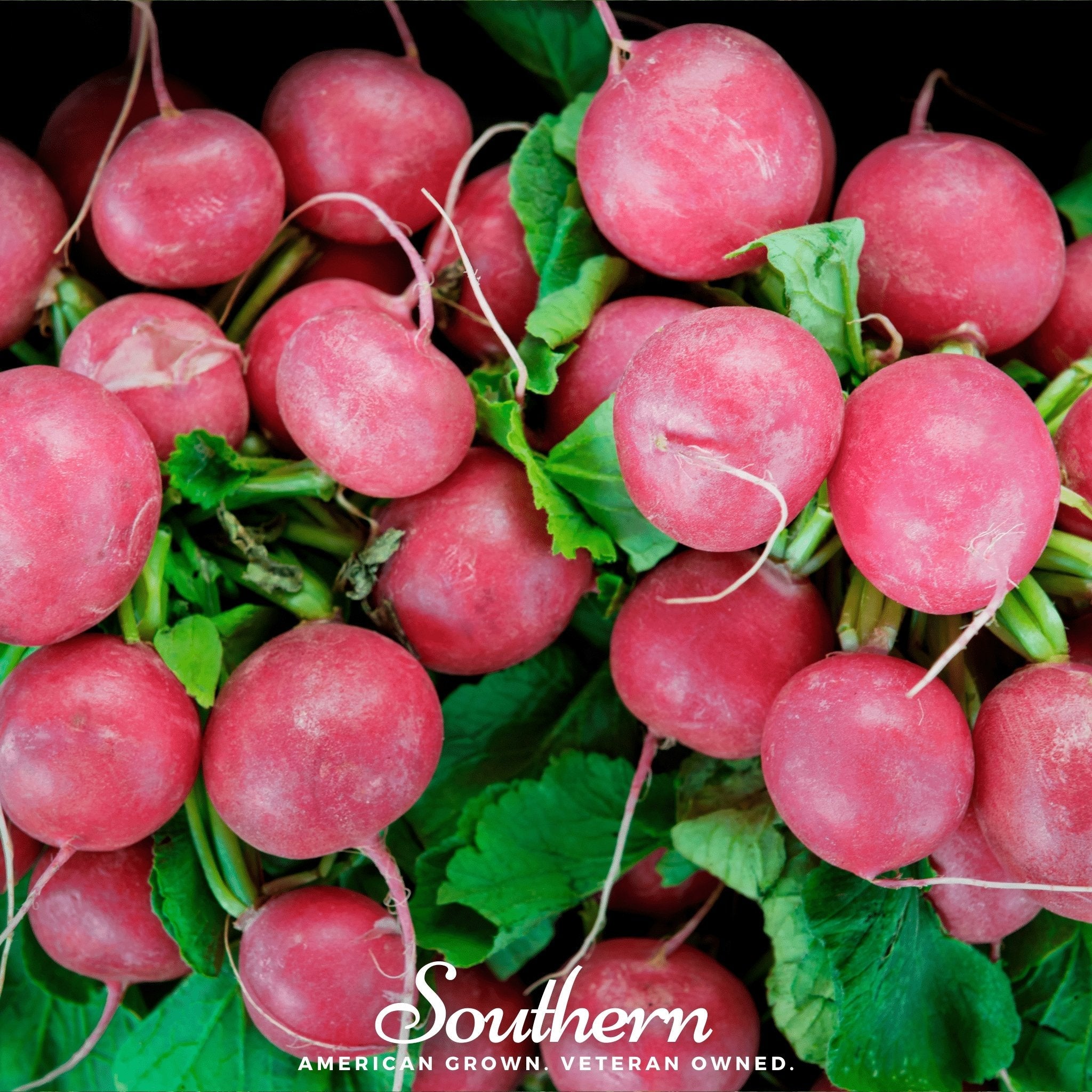 Radish, Cherry Belle (Raphanus sativus) - 250 Seeds seed packet from Seed Therapy – American - grown, heirloom seeds