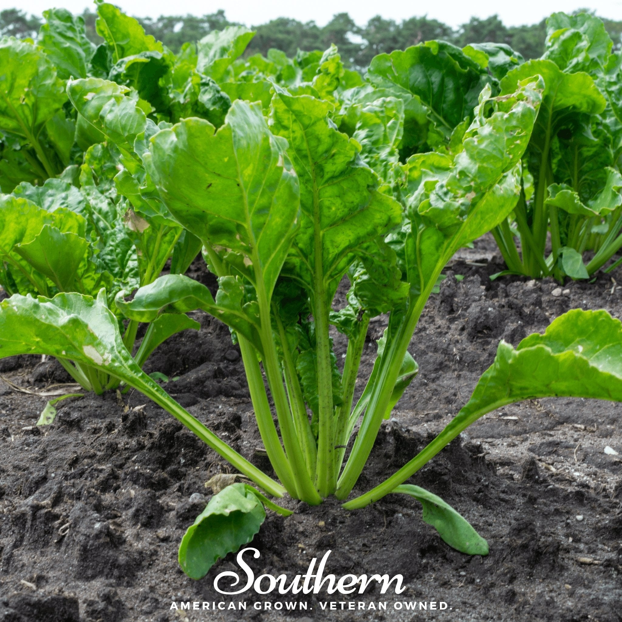 Radish, Hailstone (Raphanus sativus) - 100 Seeds seed packet from Seed Therapy – American - grown, heirloom seeds