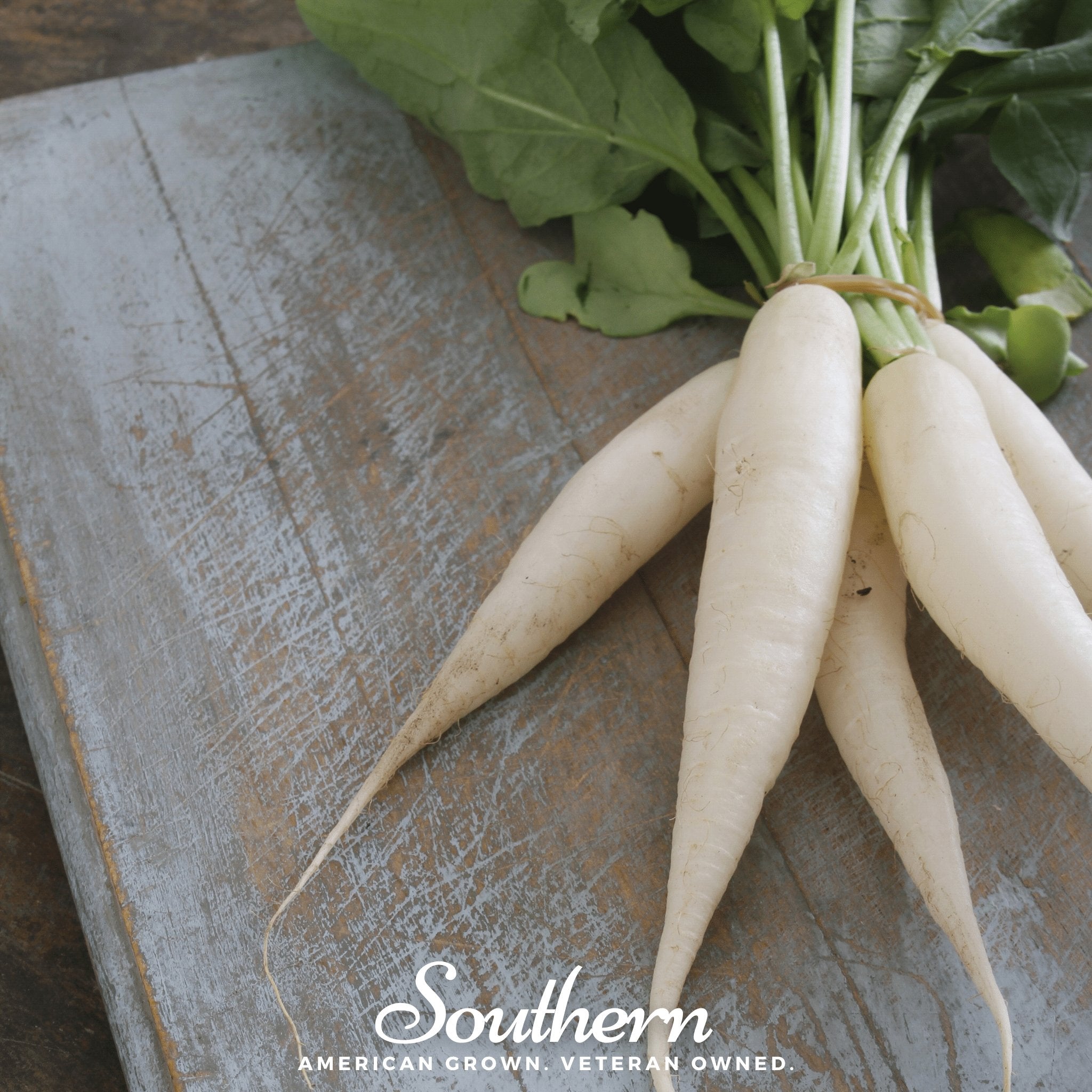 Radish, White Icicle (Raphanus sativus) - 100 Seeds seed packet from Seed Therapy – American - grown, heirloom seeds