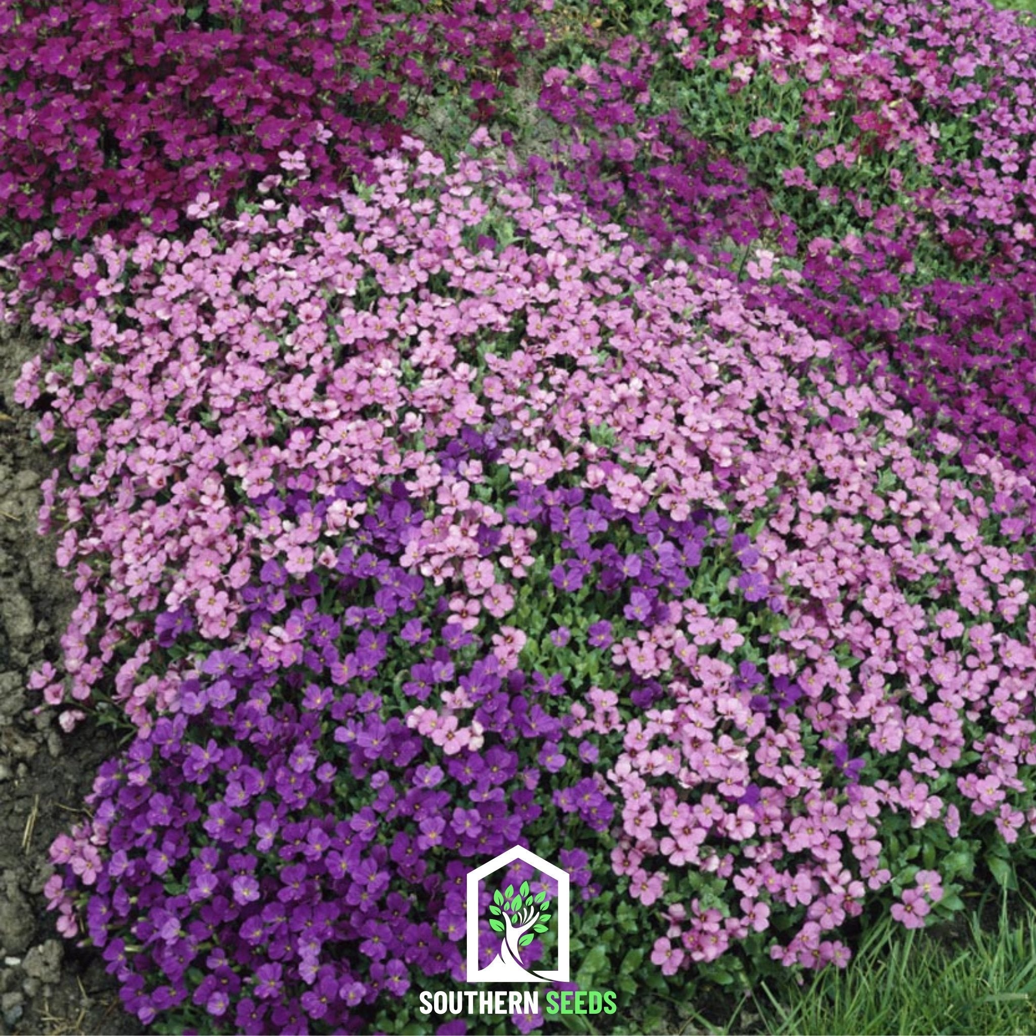 Rockcress, Royal Mix (Aubrieta hybrida) - 100 Seeds seed packet from Seed Therapy – American - grown, heirloom seeds