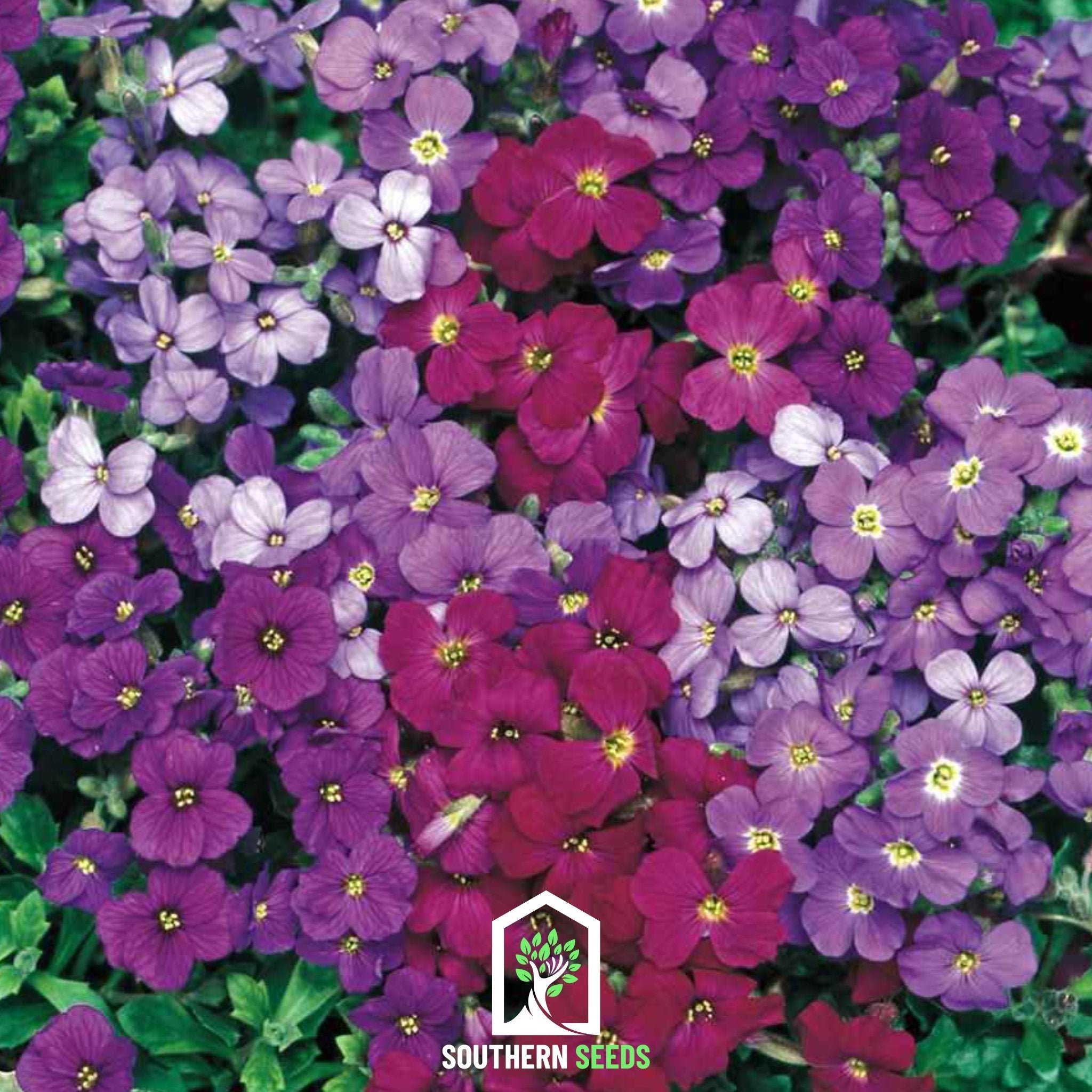 Rockcress, Royal Mix (Aubrieta hybrida) - 100 Seeds seed packet from Seed Therapy – American - grown, heirloom seeds