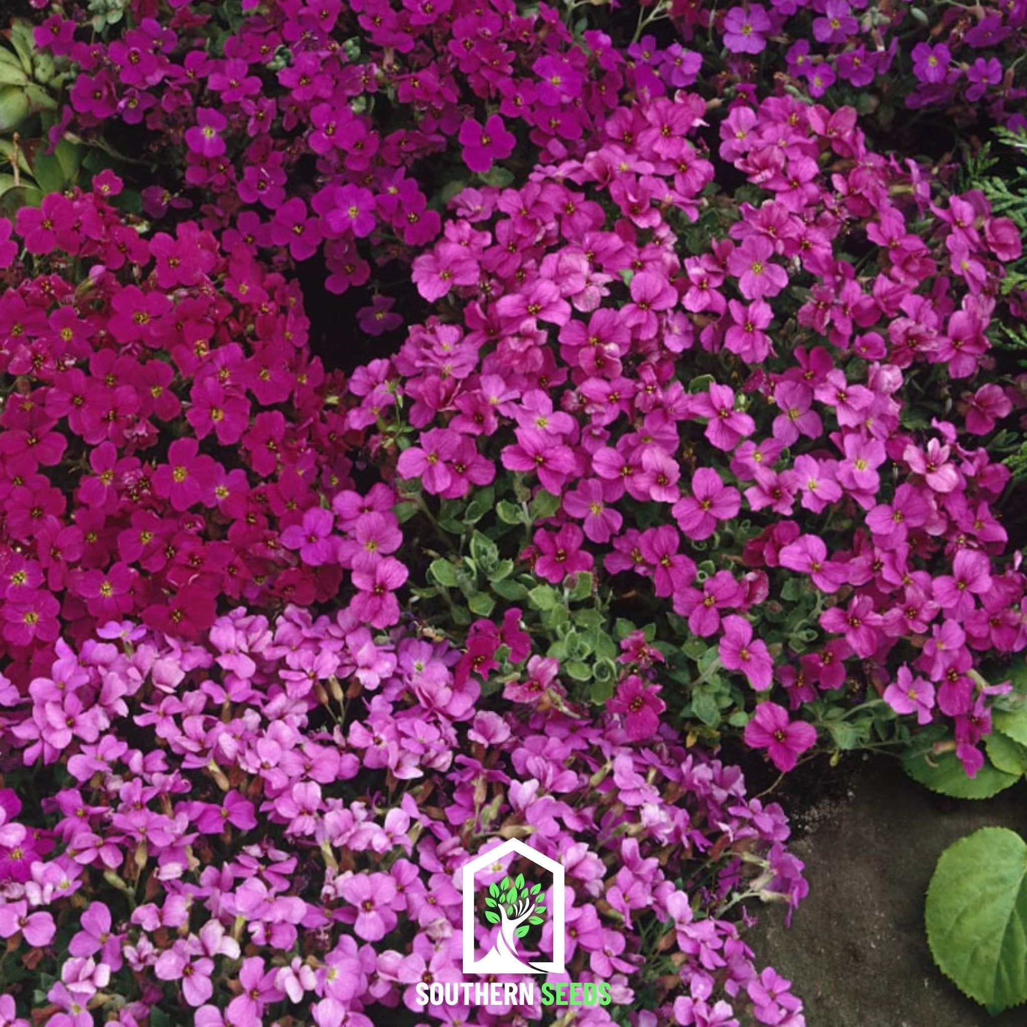 Rockcress, Royal Mix (Aubrieta hybrida) - 100 Seeds seed packet from Seed Therapy – American - grown, heirloom seeds