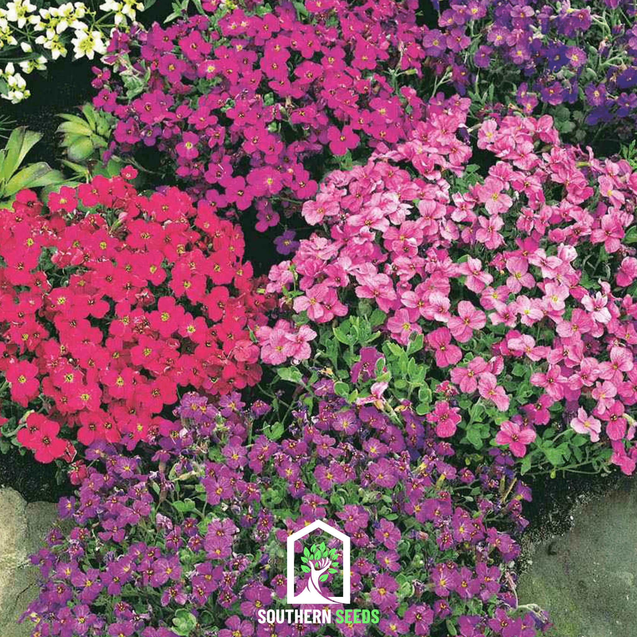 Rockcress, Royal Mix (Aubrieta hybrida) - 100 Seeds seed packet from Seed Therapy – American - grown, heirloom seeds