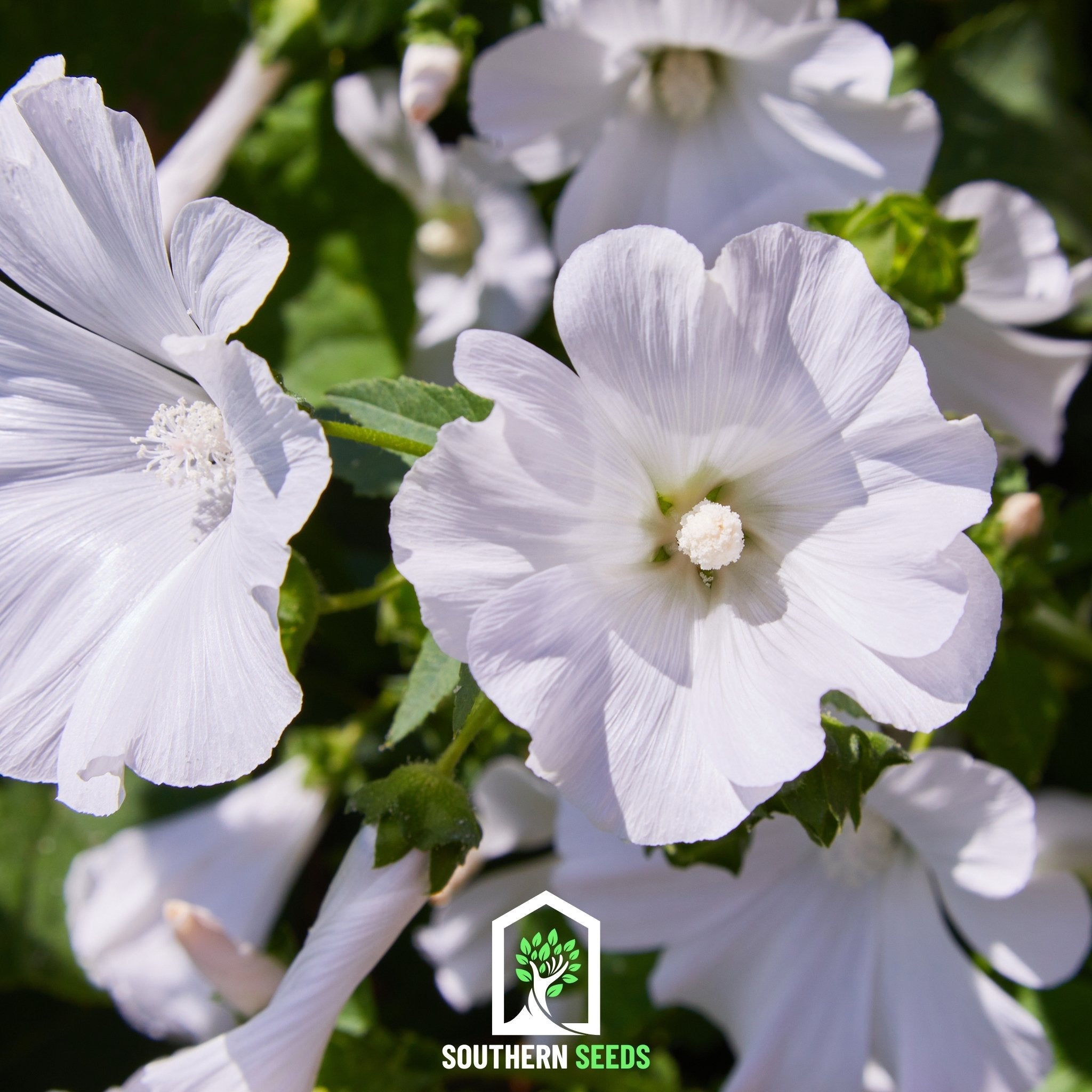 Rose Mallow, Mix (Lavatera trimestris) - 50 Seeds seed packet from Seed Therapy – American - grown, heirloom seeds