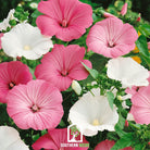 Rose Mallow, Mix (Lavatera trimestris) - 50 Seeds seed packet from Seed Therapy – American - grown, heirloom seeds