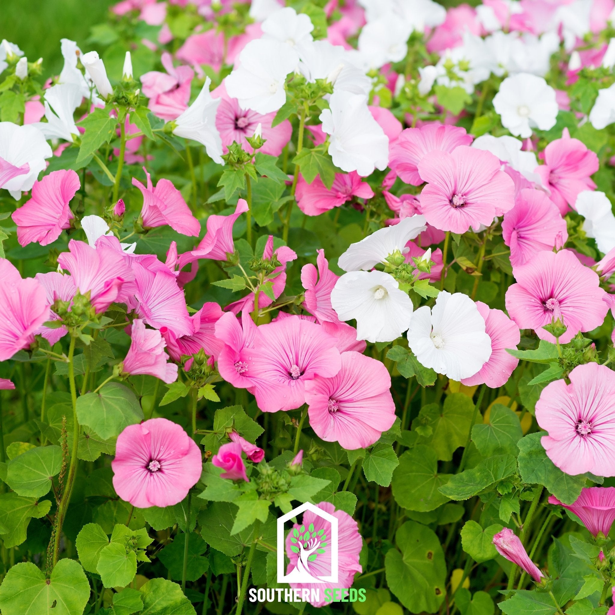 Rose Mallow, Mix (Lavatera trimestris) - 50 Seeds seed packet from Seed Therapy – American - grown, heirloom seeds