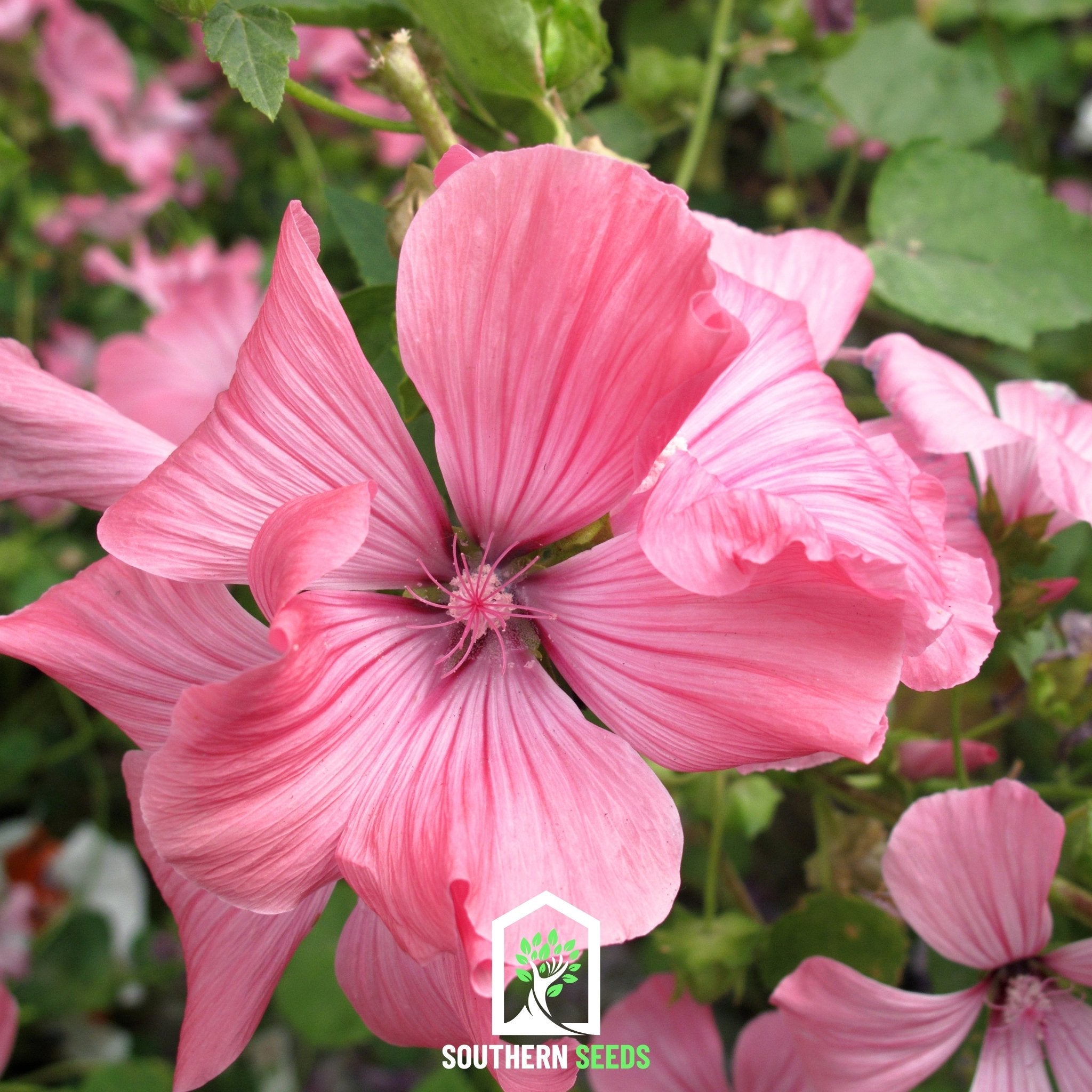 Rose Mallow, Mix (Lavatera trimestris) - 50 Seeds seed packet from Seed Therapy – American - grown, heirloom seeds