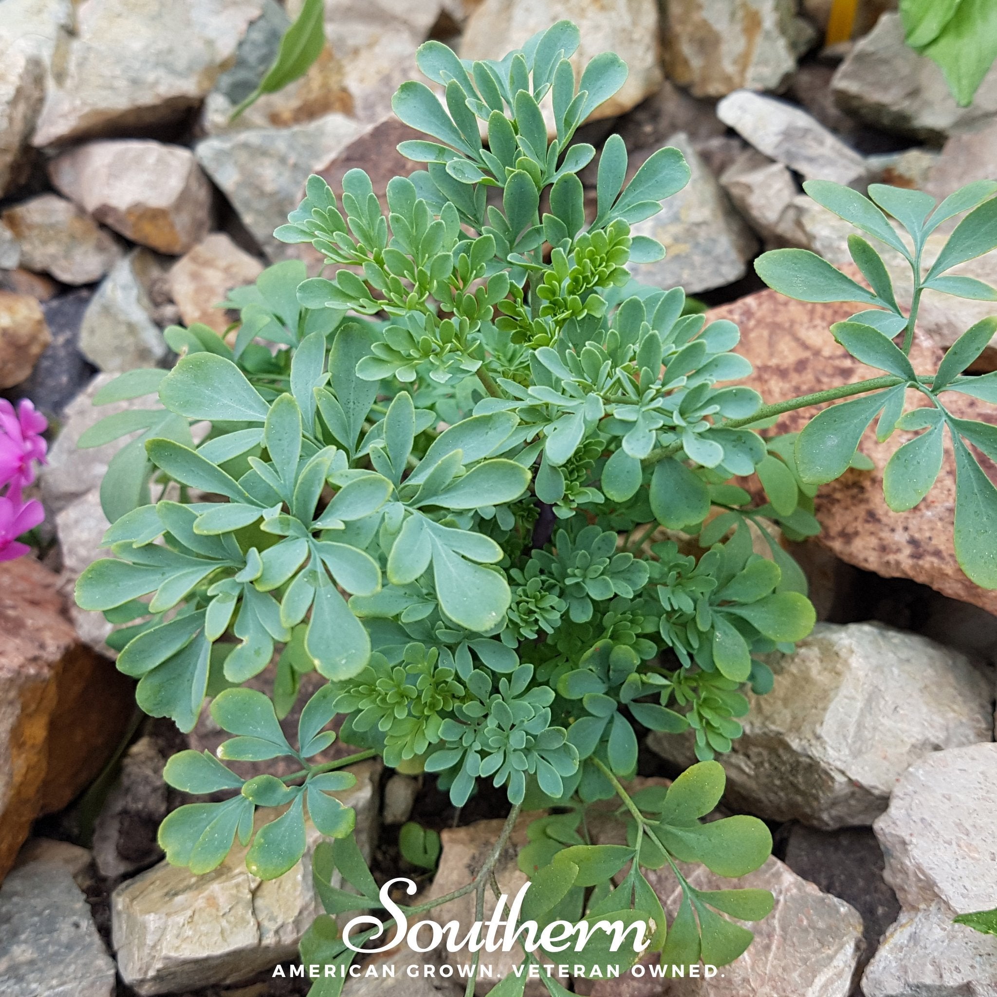 Rue, Common (Ruta graveolens) - 100 Seeds seed packet from Seed Therapy – American - grown, heirloom seeds