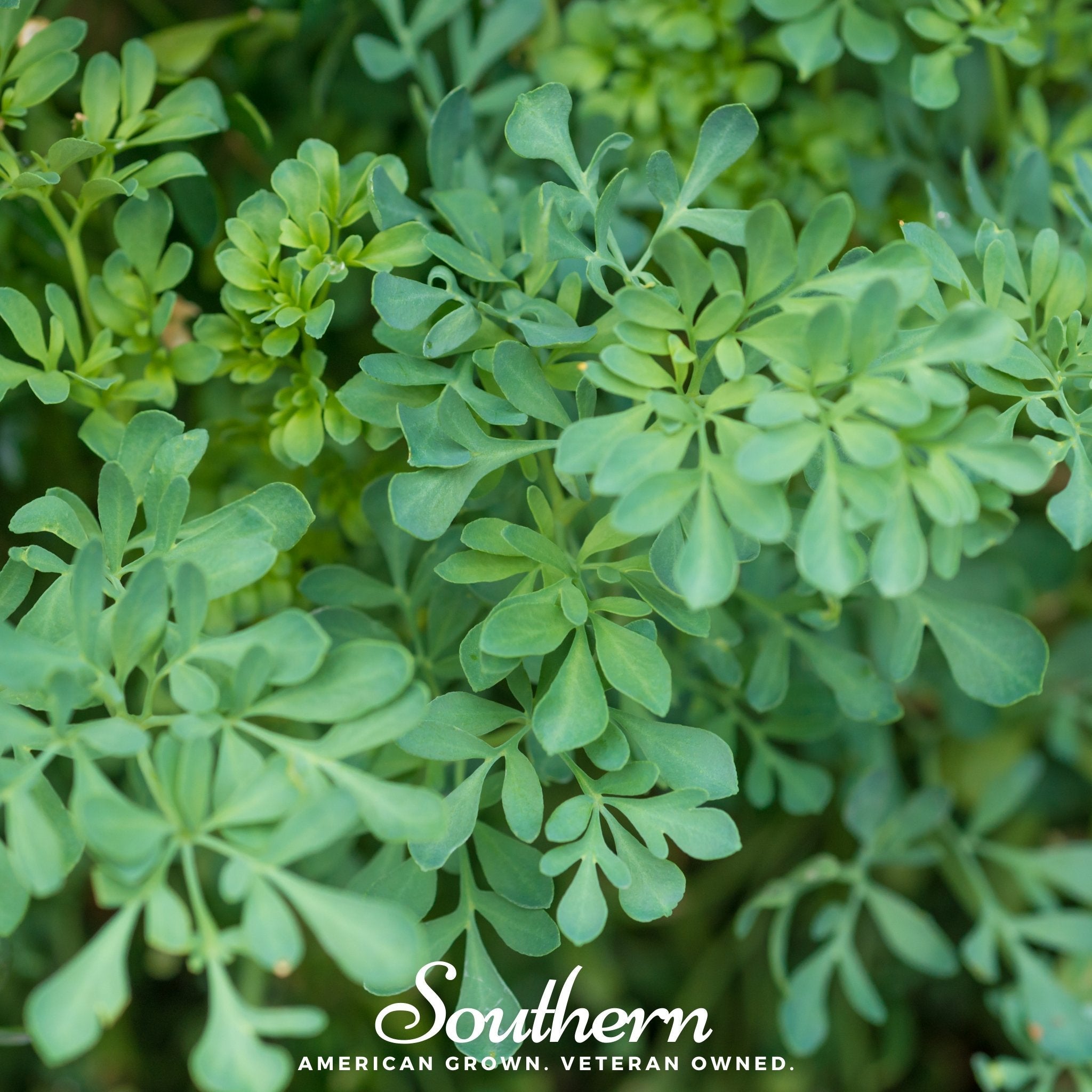 Rue, Common (Ruta graveolens) - 100 Seeds seed packet from Seed Therapy – American - grown, heirloom seeds
