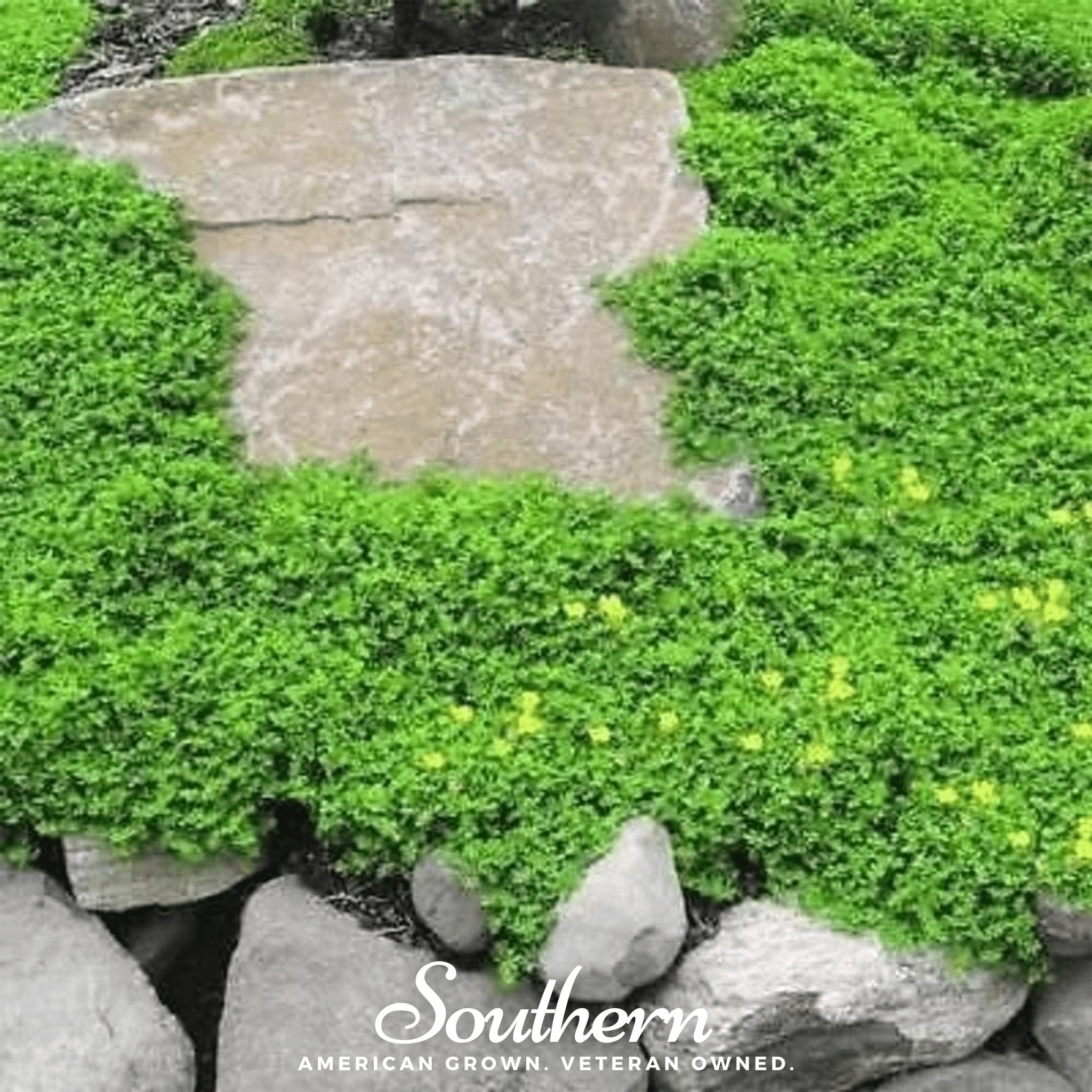Rupturewort - Green Carpet (Herniaria Glabra) - 100 Seeds seed packet from Seed Therapy – American - grown, heirloom seeds