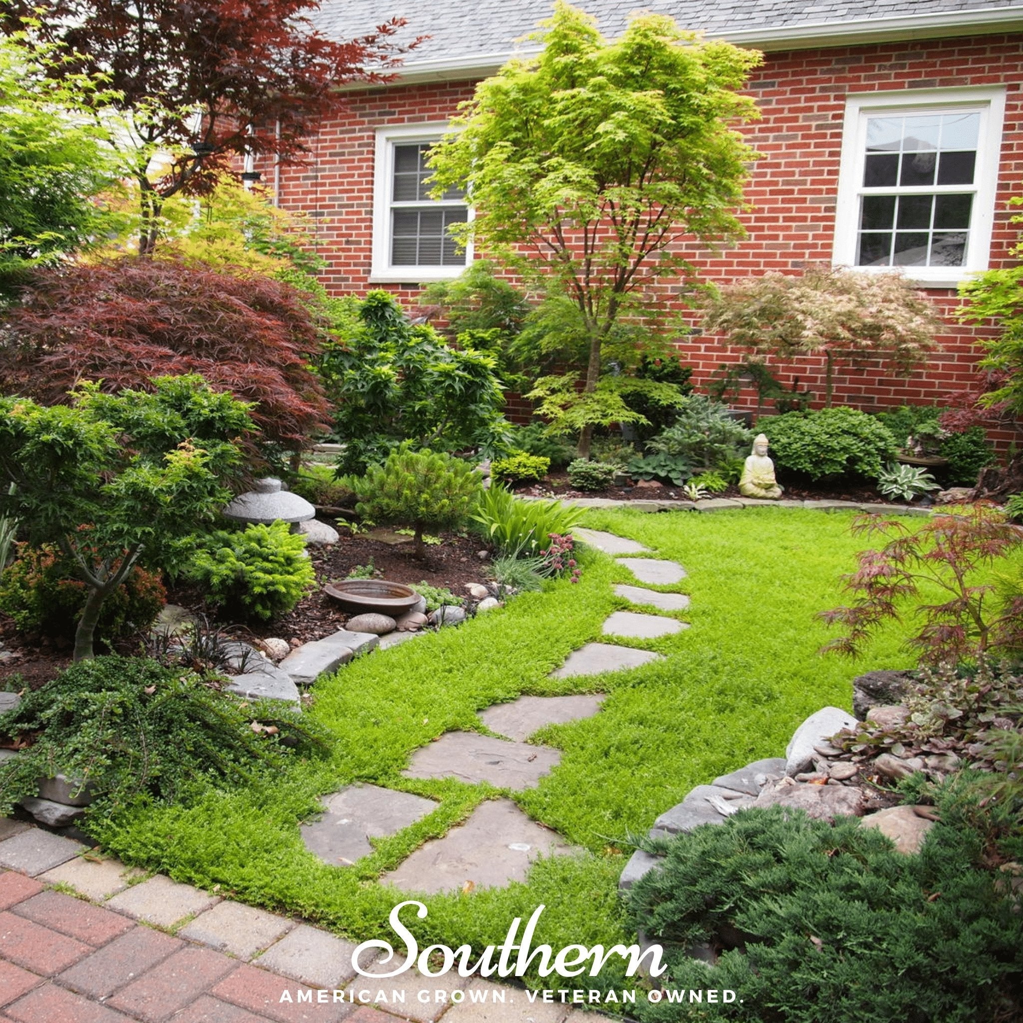 Rupturewort - Green Carpet (Herniaria Glabra) - 100 Seeds seed packet from Seed Therapy – American - grown, heirloom seeds