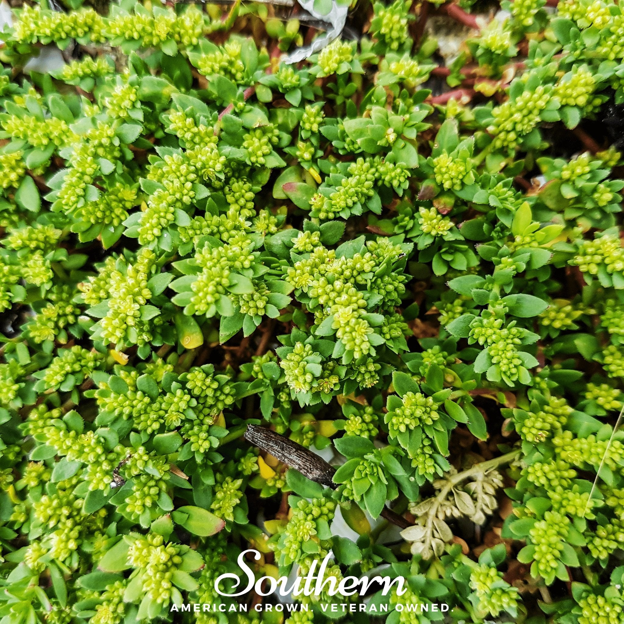 Rupturewort - Green Carpet (Herniaria Glabra) - 100 Seeds seed packet from Seed Therapy – American - grown, heirloom seeds