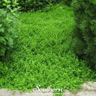 Rupturewort - Green Carpet (Herniaria Glabra) - 100 Seeds seed packet from Seed Therapy – American - grown, heirloom seeds