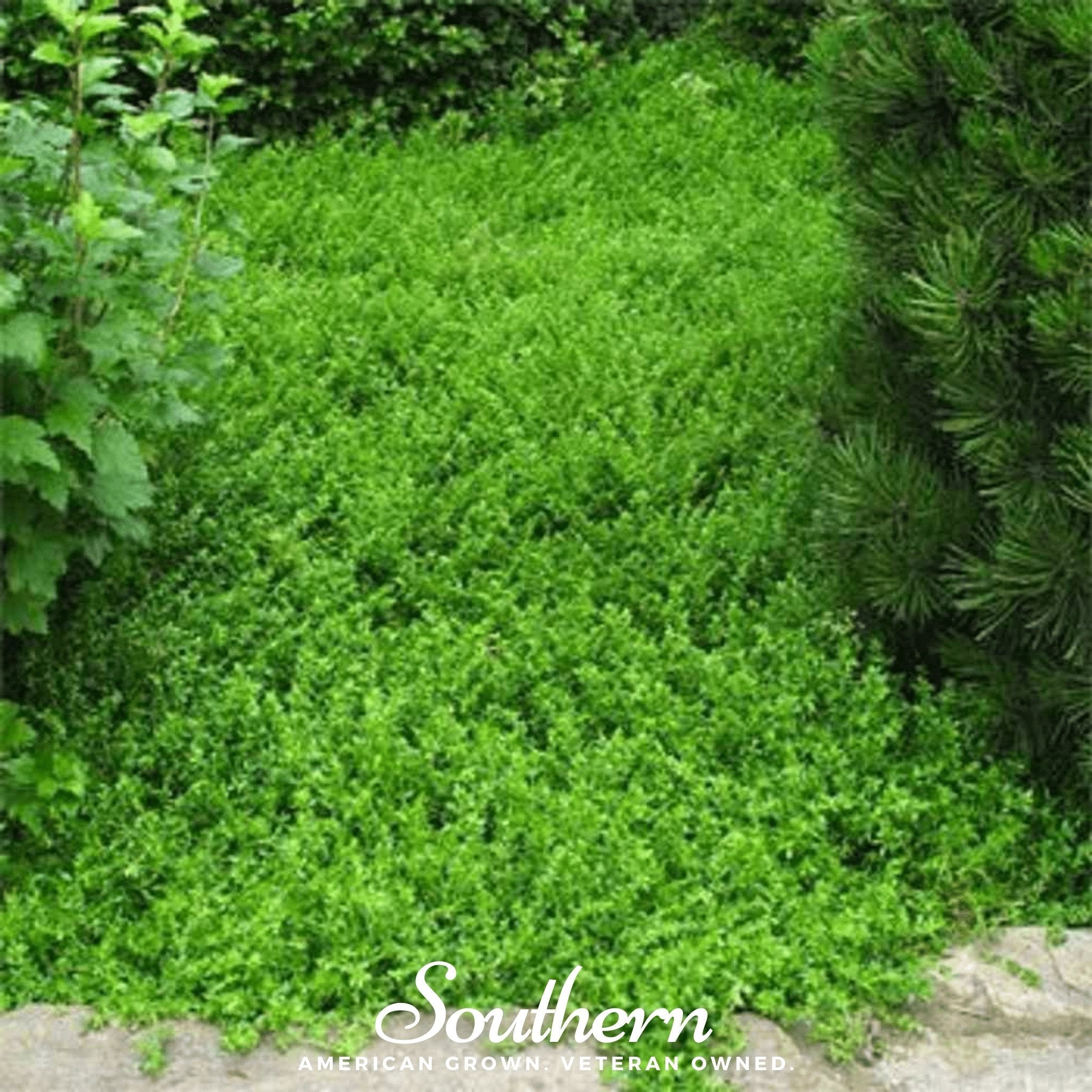 Rupturewort - Green Carpet (Herniaria Glabra) - 100 Seeds seed packet from Seed Therapy – American - grown, heirloom seeds