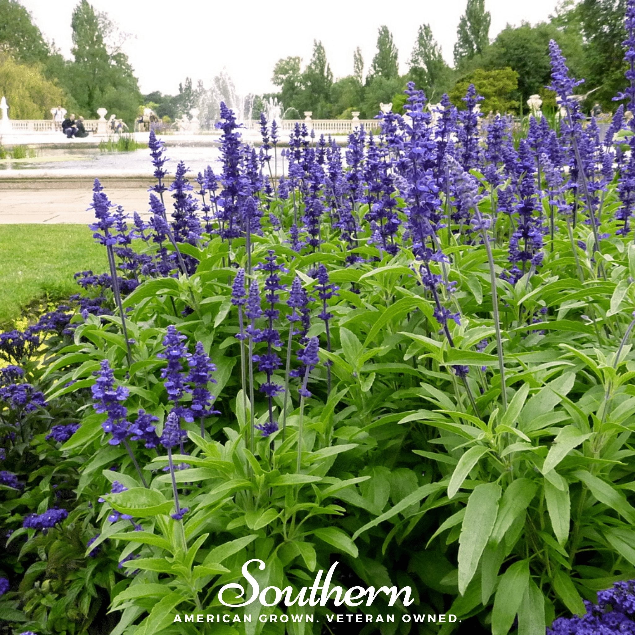 Sage, Blue (Salvia farinacea) - 100 Seeds seed packet from Seed Therapy – American - grown, heirloom seeds