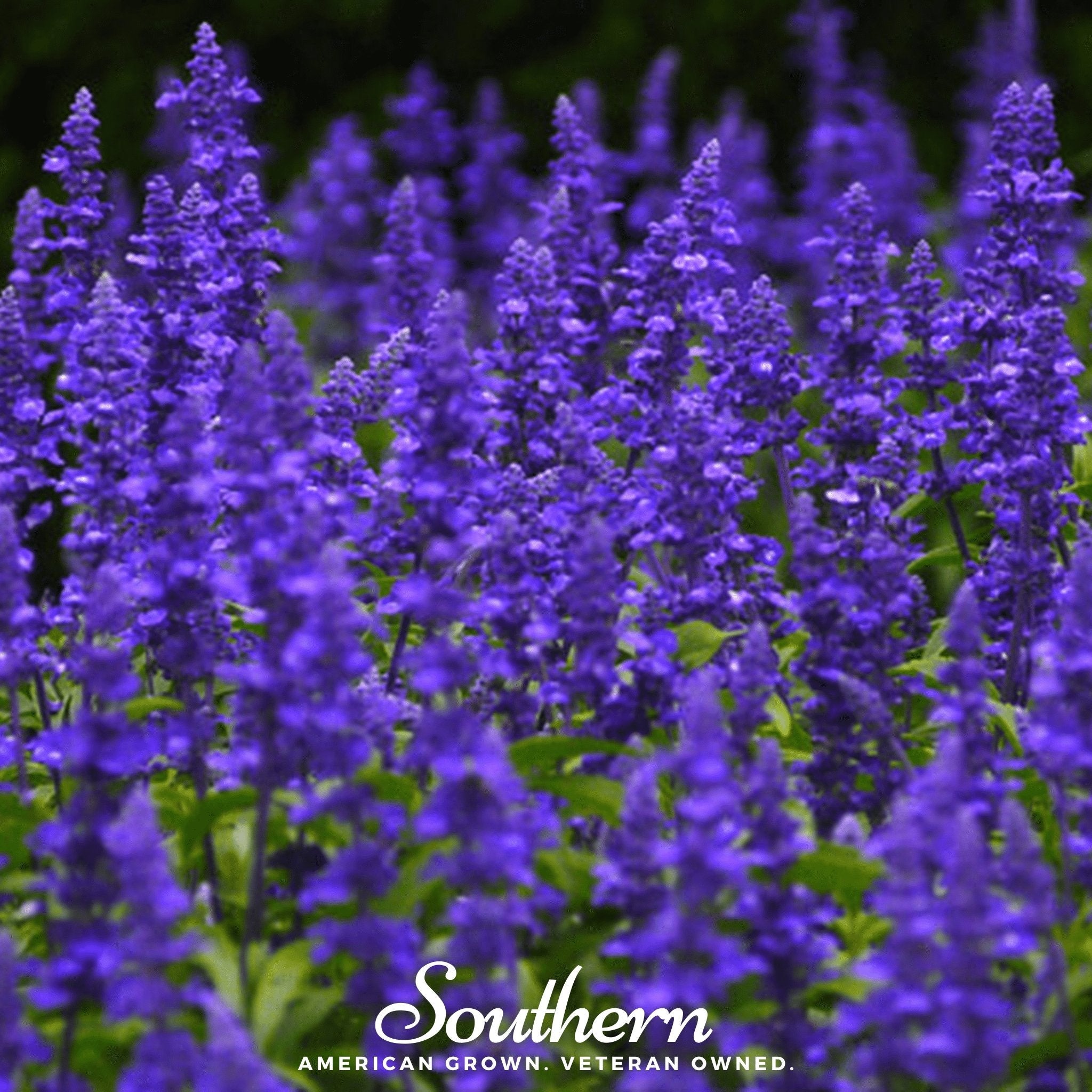 Sage, Blue (Salvia farinacea) - 100 Seeds seed packet from Seed Therapy – American - grown, heirloom seeds