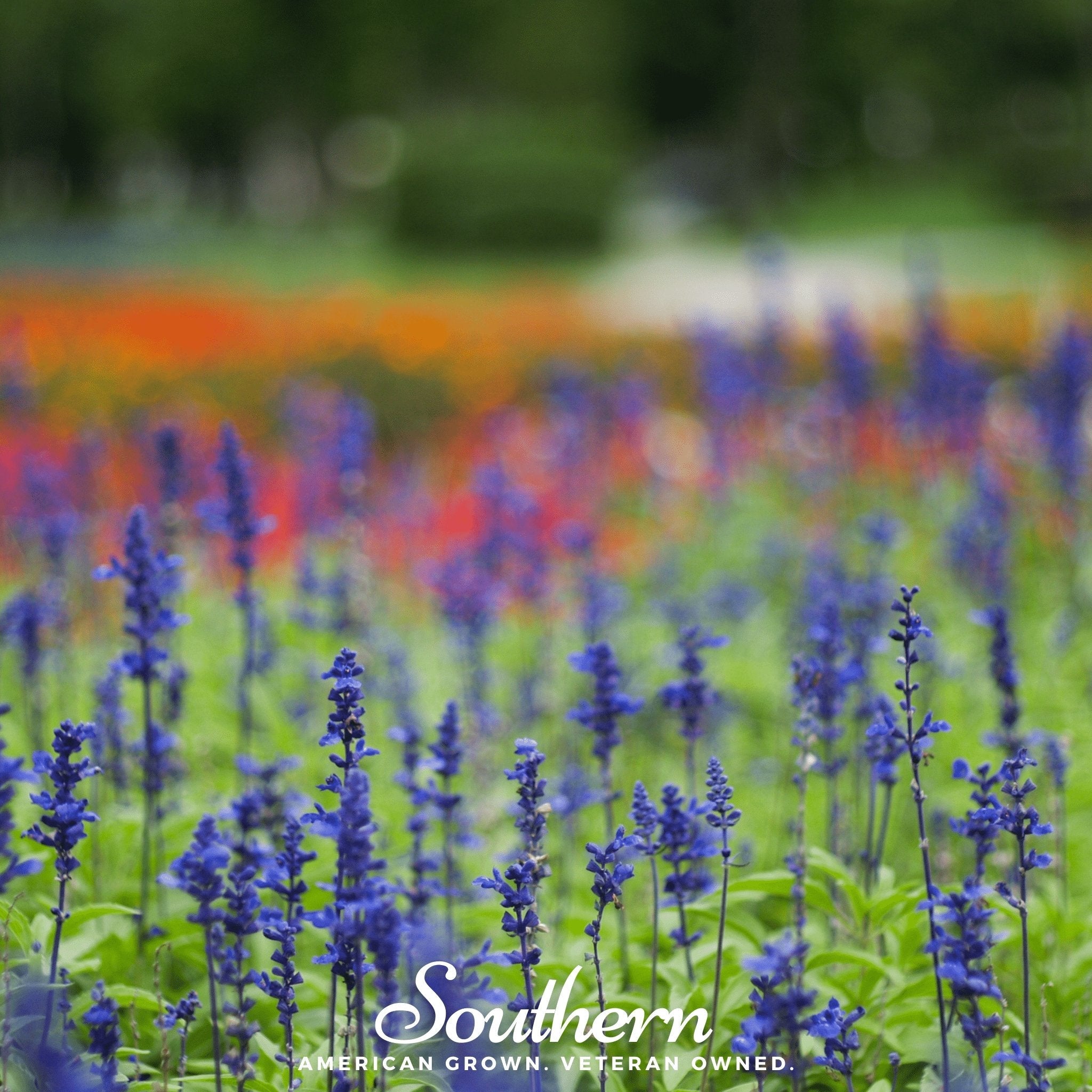 Sage, Blue (Salvia farinacea) - 100 Seeds seed packet from Seed Therapy – American - grown, heirloom seeds