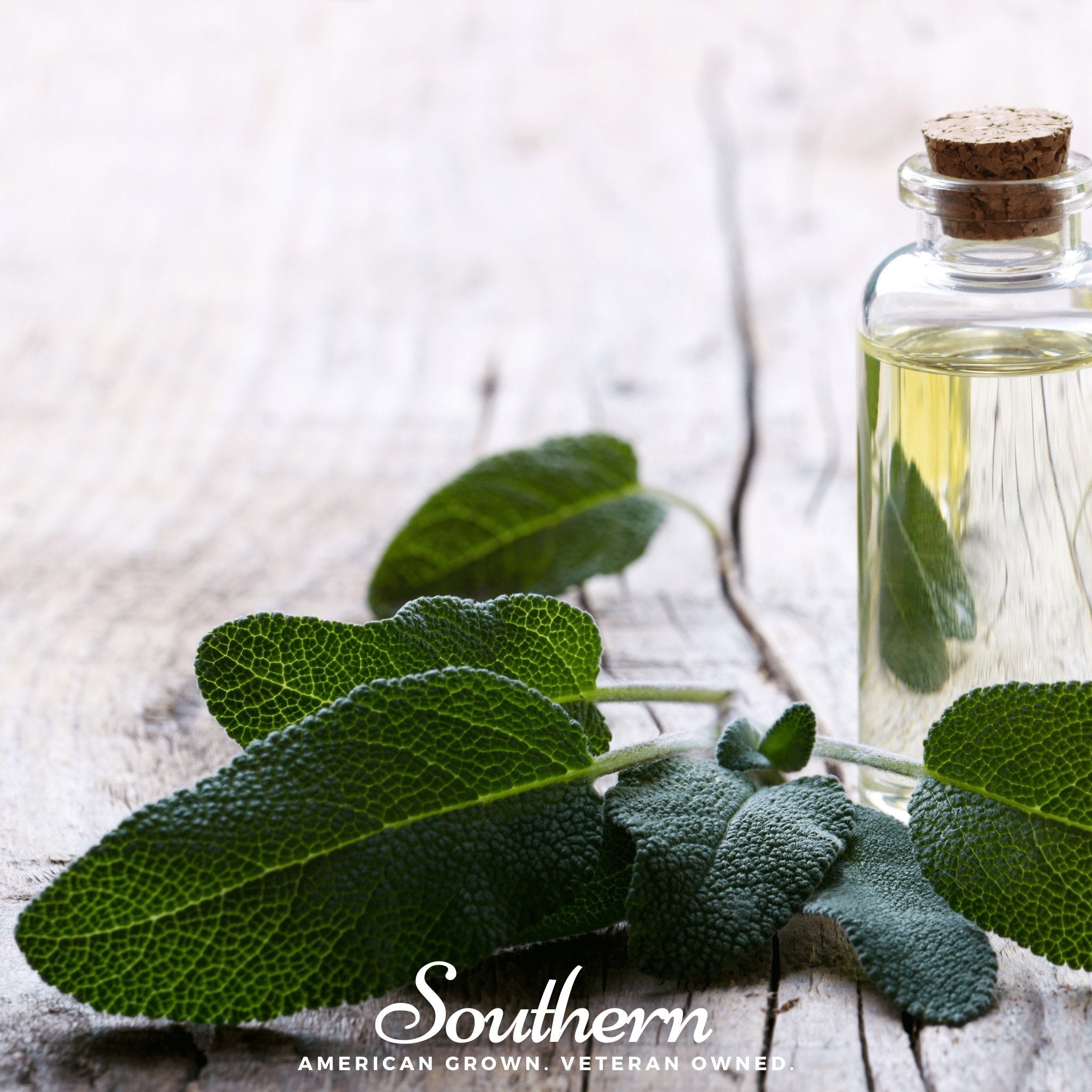 Sage, Broadleaf (Salvia officinalis) - 50 Seeds seed packet from Seed Therapy – American - grown, heirloom seeds