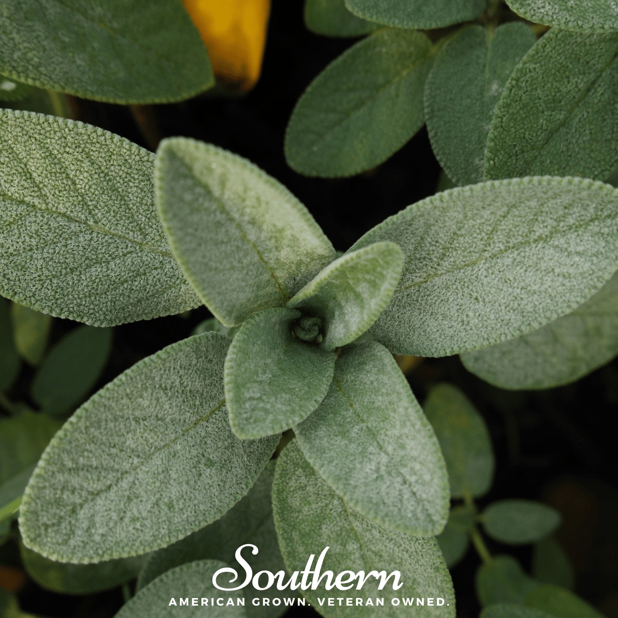 Sage, Extrakta (Sage officinalis) 30 Seeds seed packet from Seed Therapy – American - grown, heirloom seeds