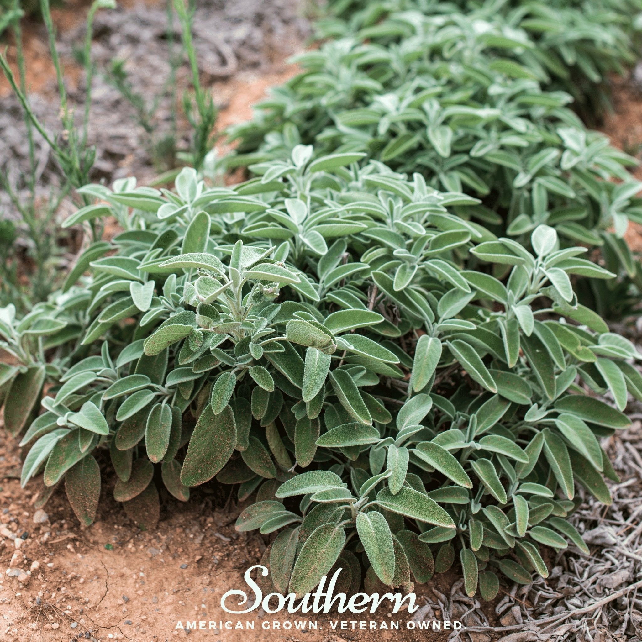 Sage, Extrakta (Sage officinalis) 30 Seeds seed packet from Seed Therapy – American - grown, heirloom seeds
