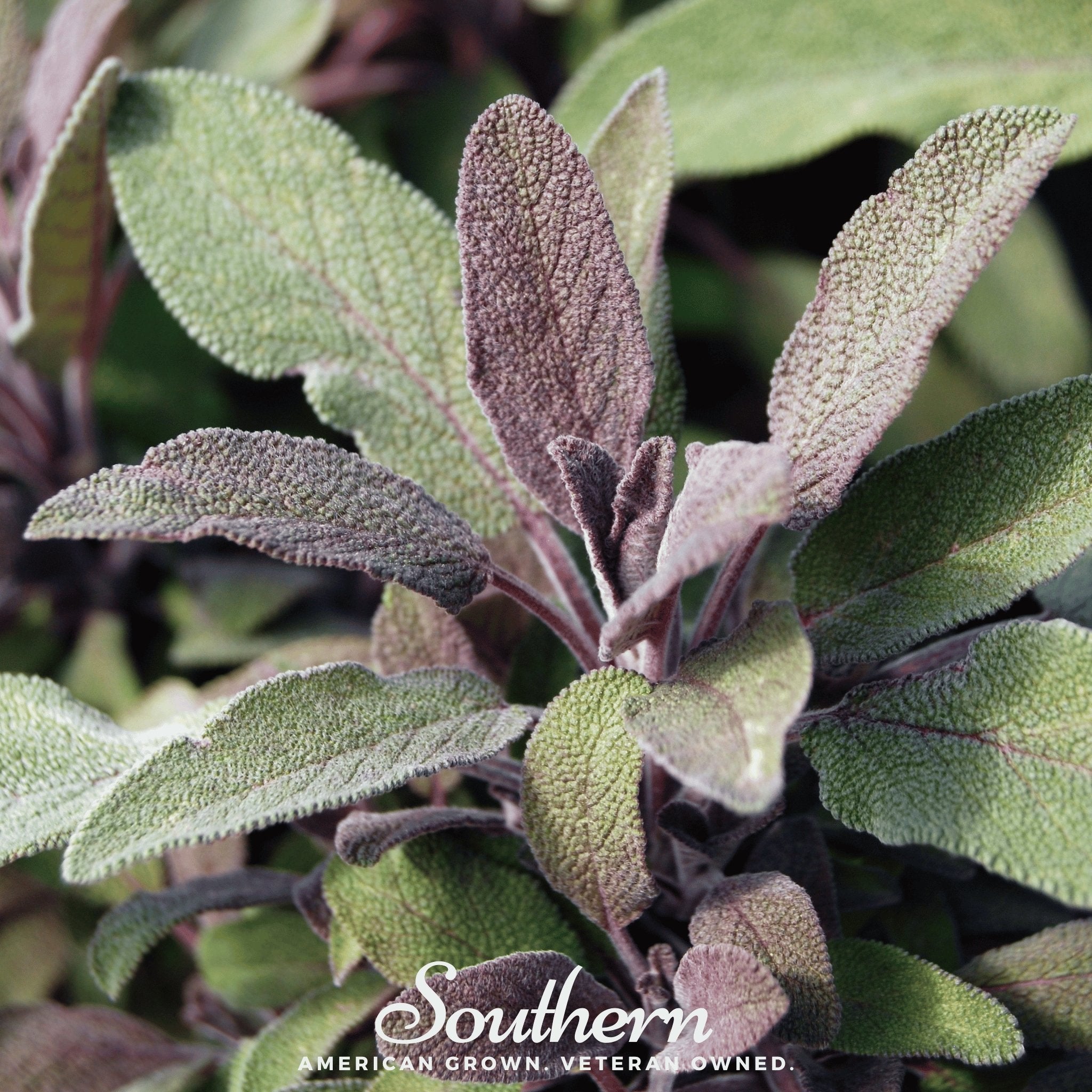 Sage, Extrakta (Sage officinalis) 30 Seeds seed packet from Seed Therapy – American - grown, heirloom seeds