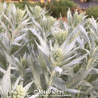 Sage, Prairie - Louisiana Sage (Artemisia ludoviciana) - 100 Seeds seed packet from Seed Therapy – American - grown, heirloom seeds