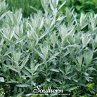 Sage, Prairie - Louisiana Sage (Artemisia ludoviciana) - 100 Seeds seed packet from Seed Therapy – American - grown, heirloom seeds